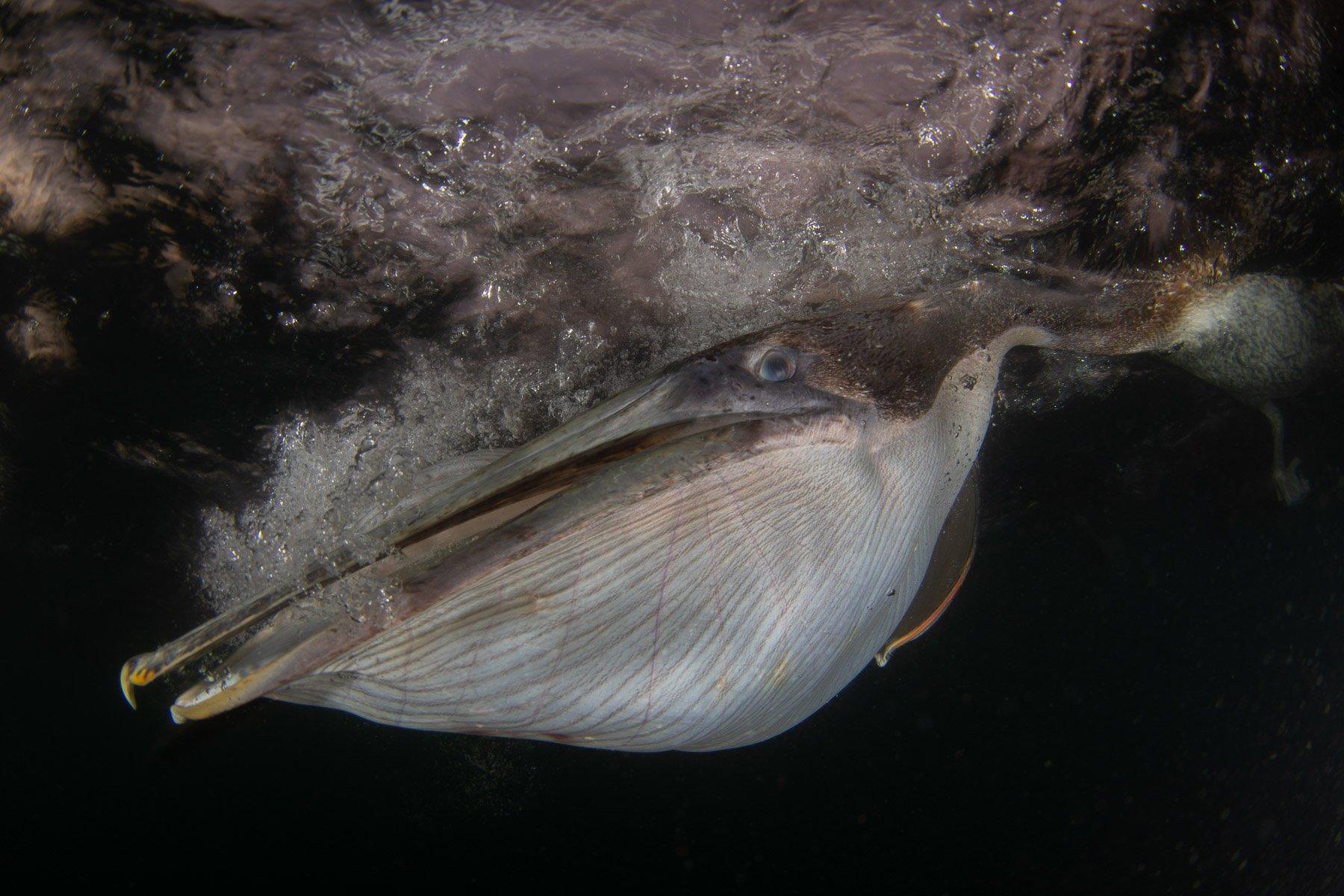 Brown Pelican