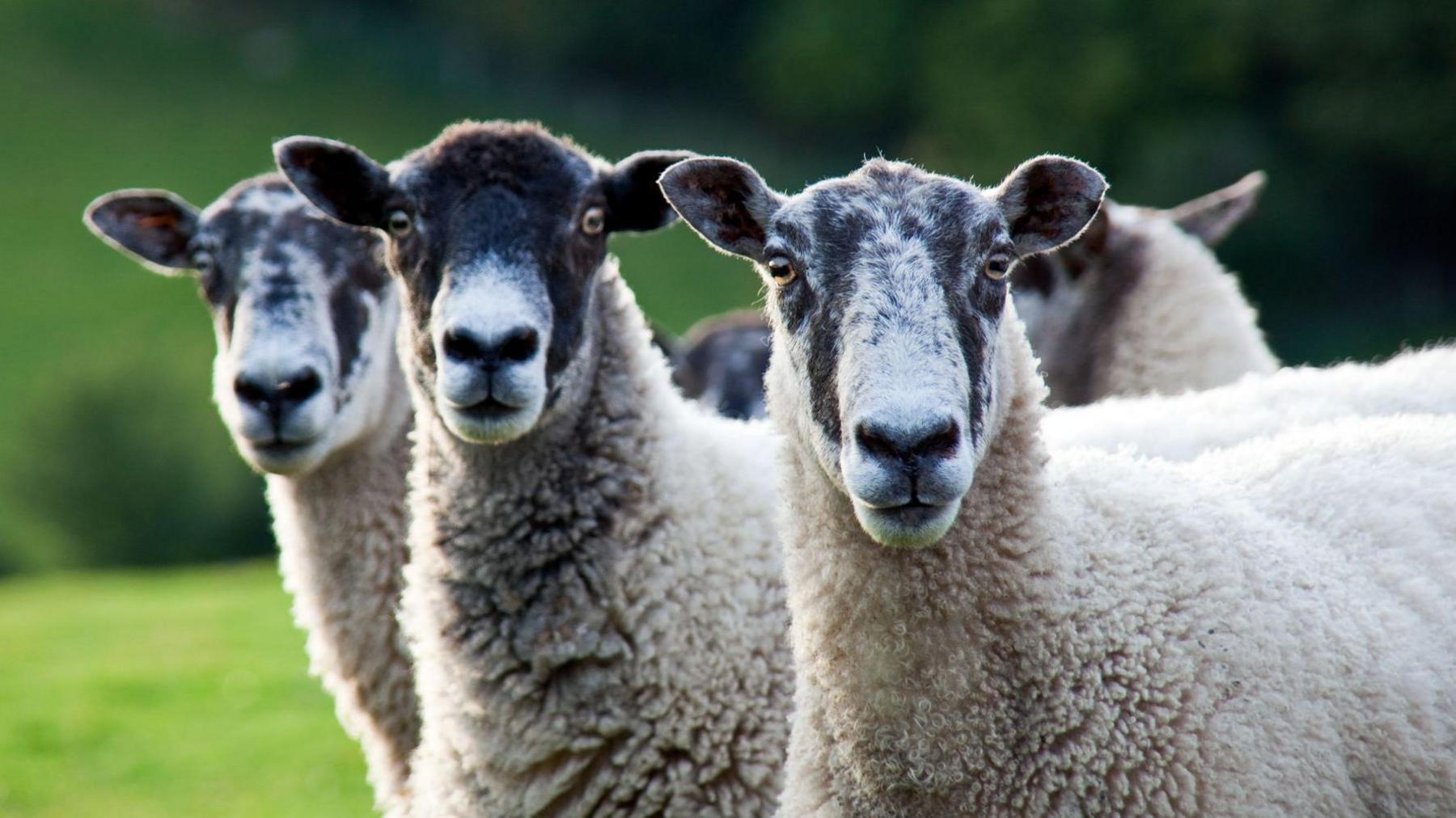 A still image of three sheep standing in a field looking at the camera.