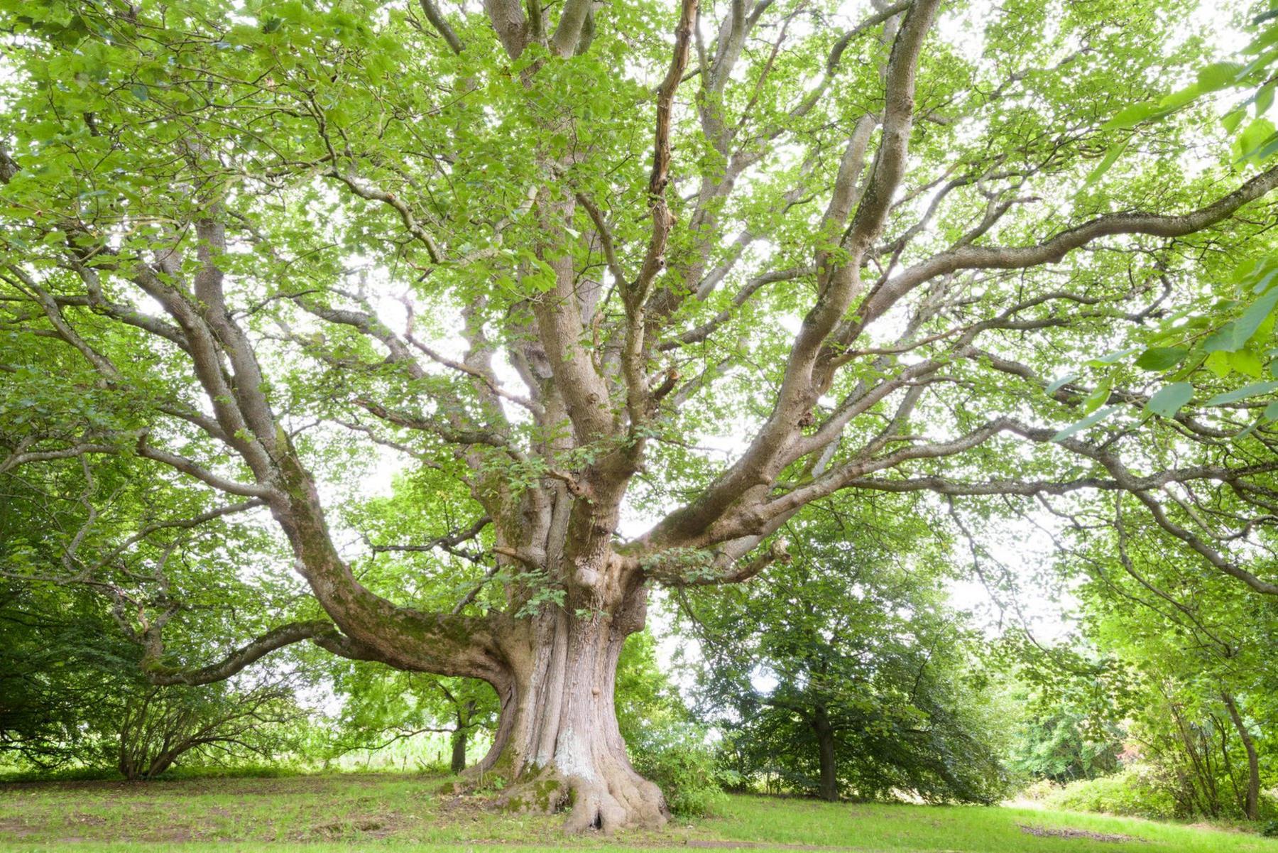 The Flodden tree