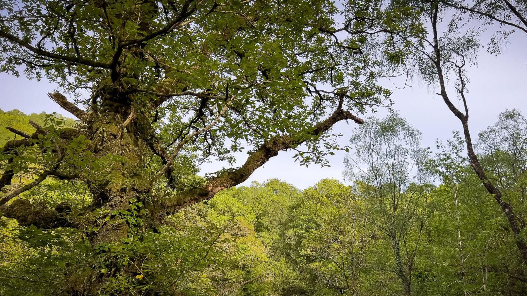 Coed Felenrhyd