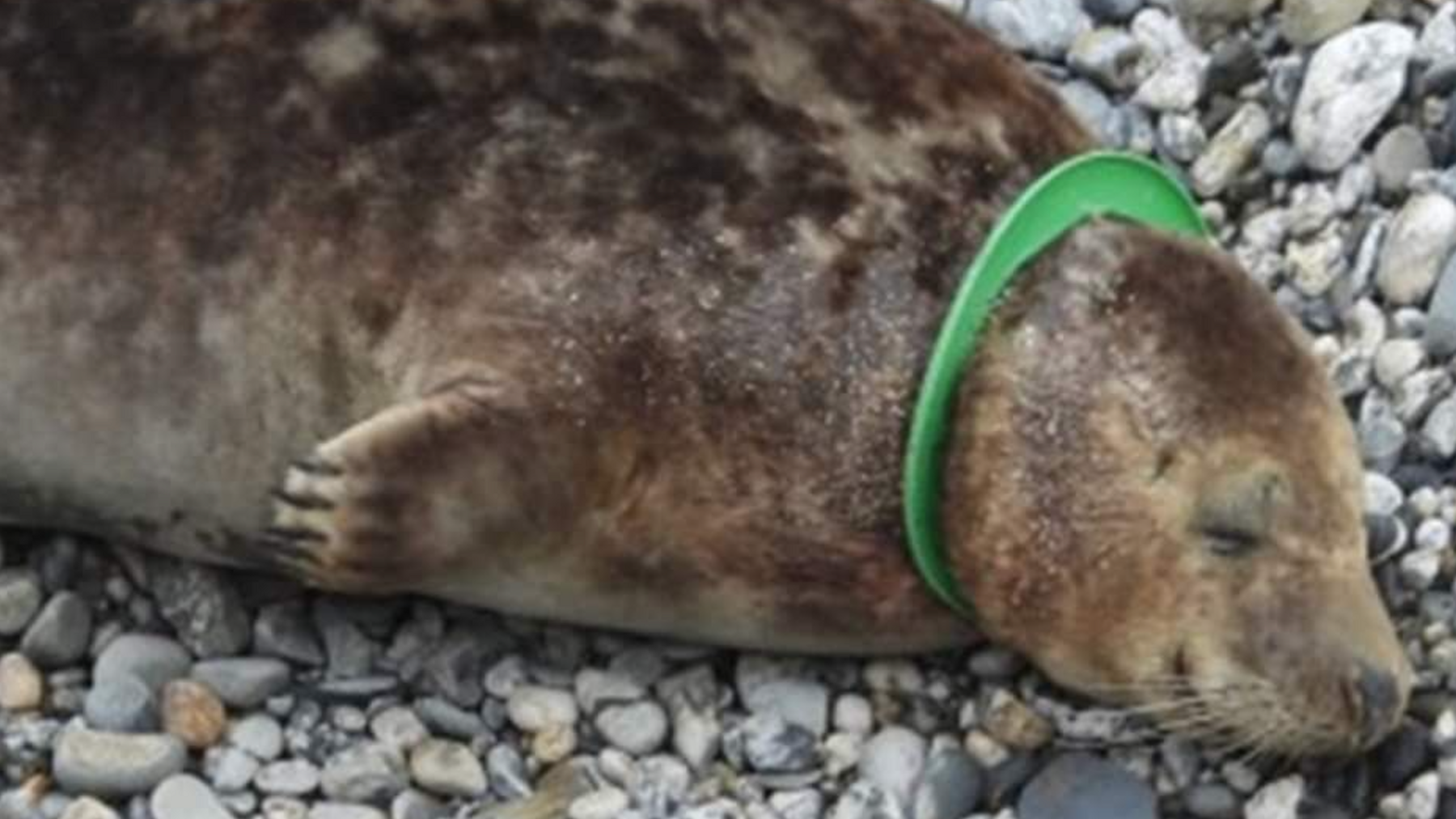 Seal with green plastic ring around its neck lying on a grey pebble beach.