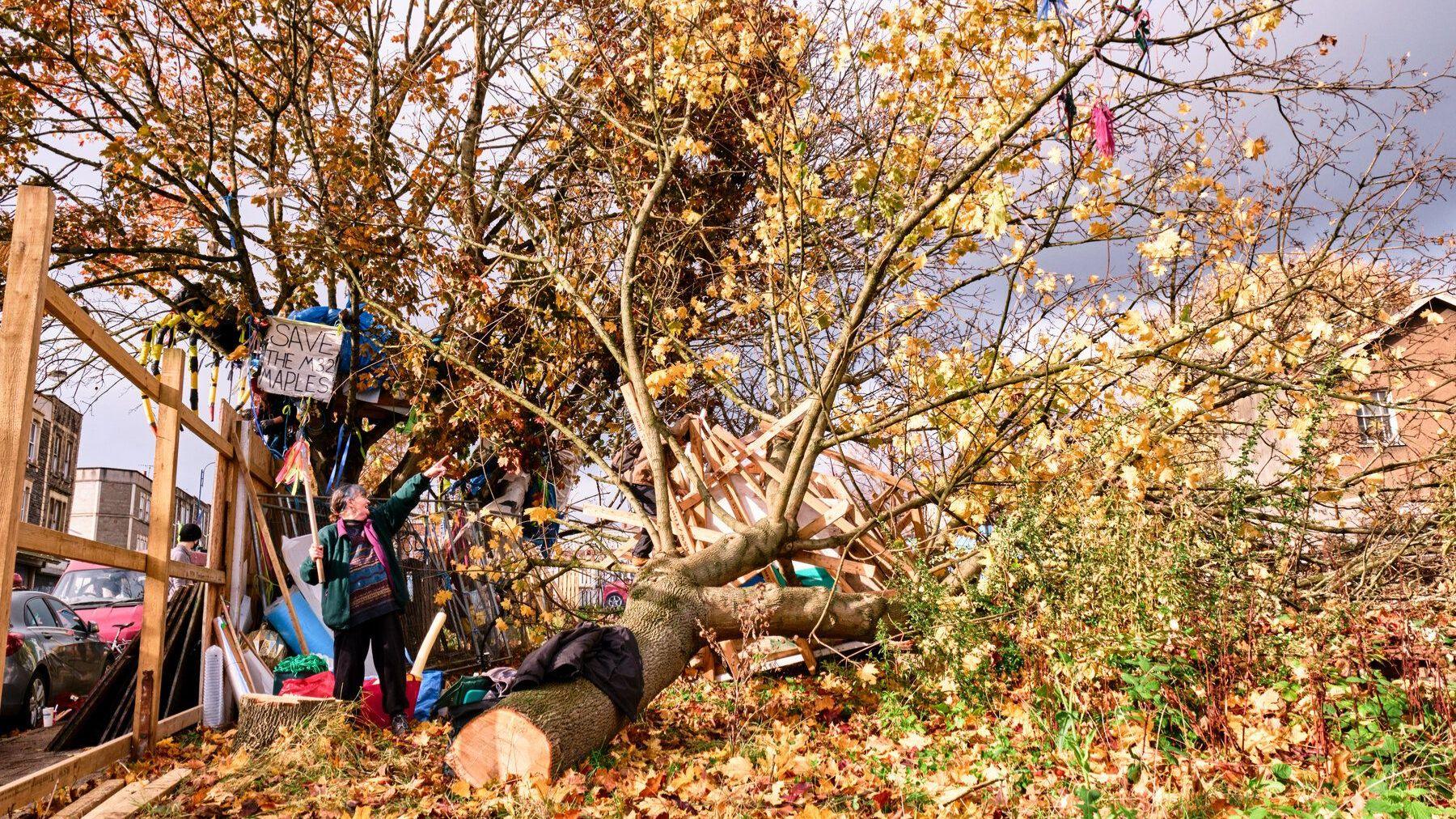 Protester next to one of the felled Maple trees on Lower Ashley Road, Bristol