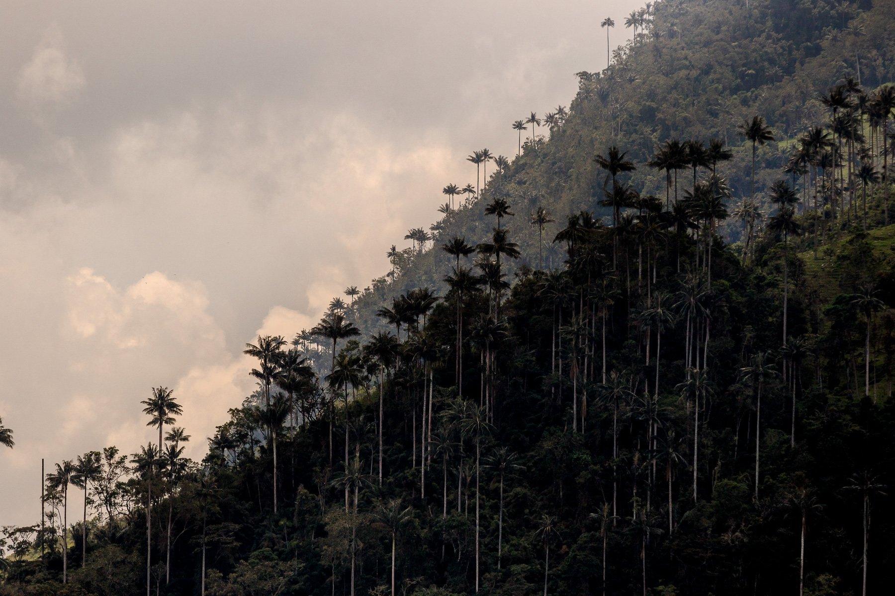 View of wax palms on a steep hillside