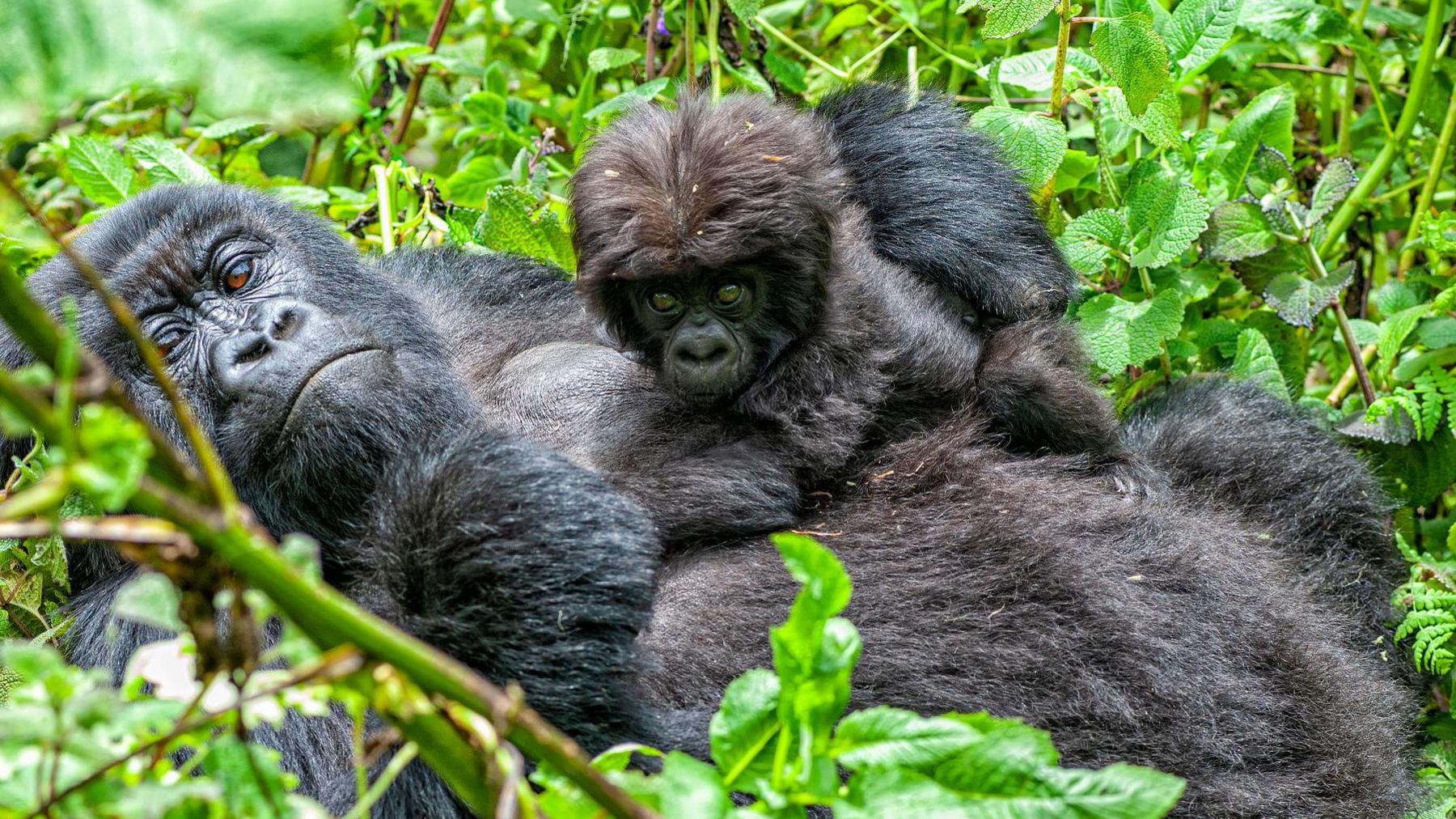 Mountain gorilla mother and baby in the Virunga Mountains