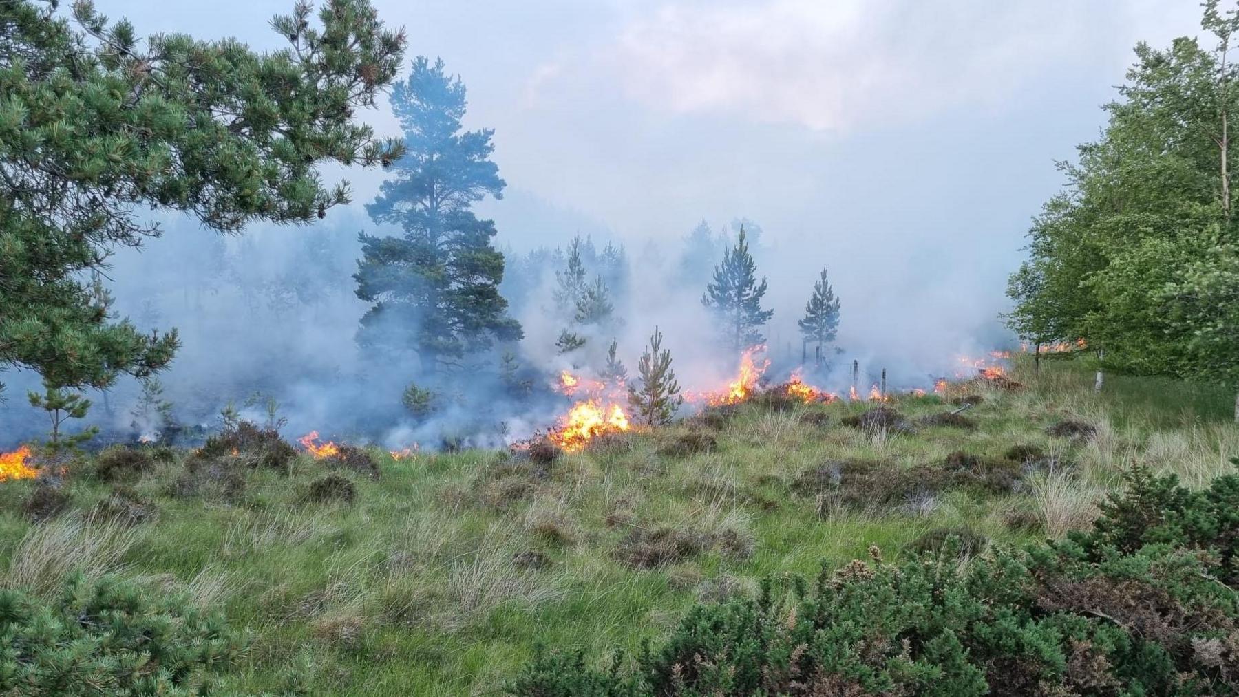 Flames burn brightly in an area of moorland and pine trees. Smoke fills the air.