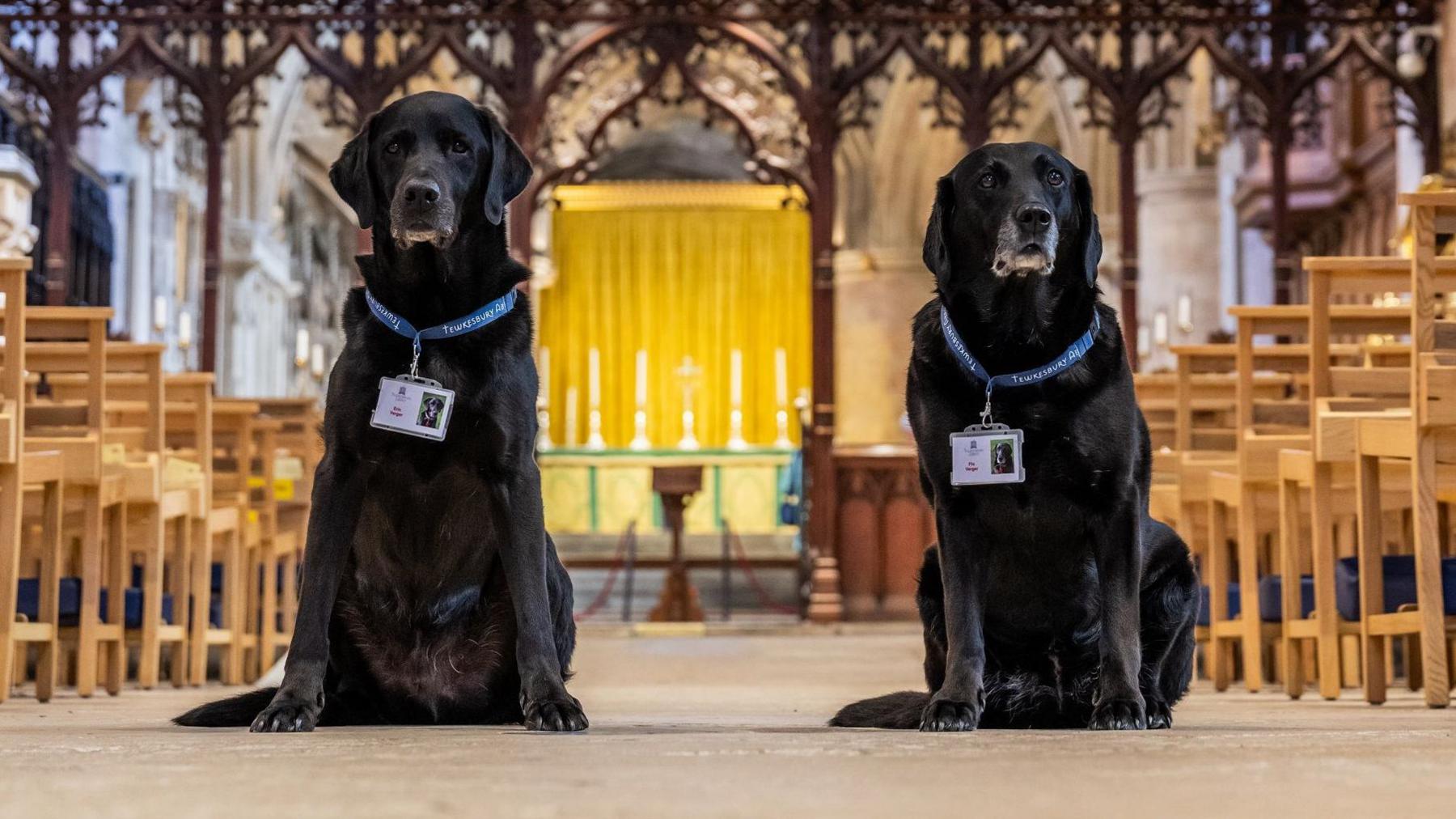 Two black Labradors with grey muzzles sit in the aisle of a warmly lit church with lanyards on. There are lots of wooden chairs around them and a table with tall candles can be seen at the top of the aisle.