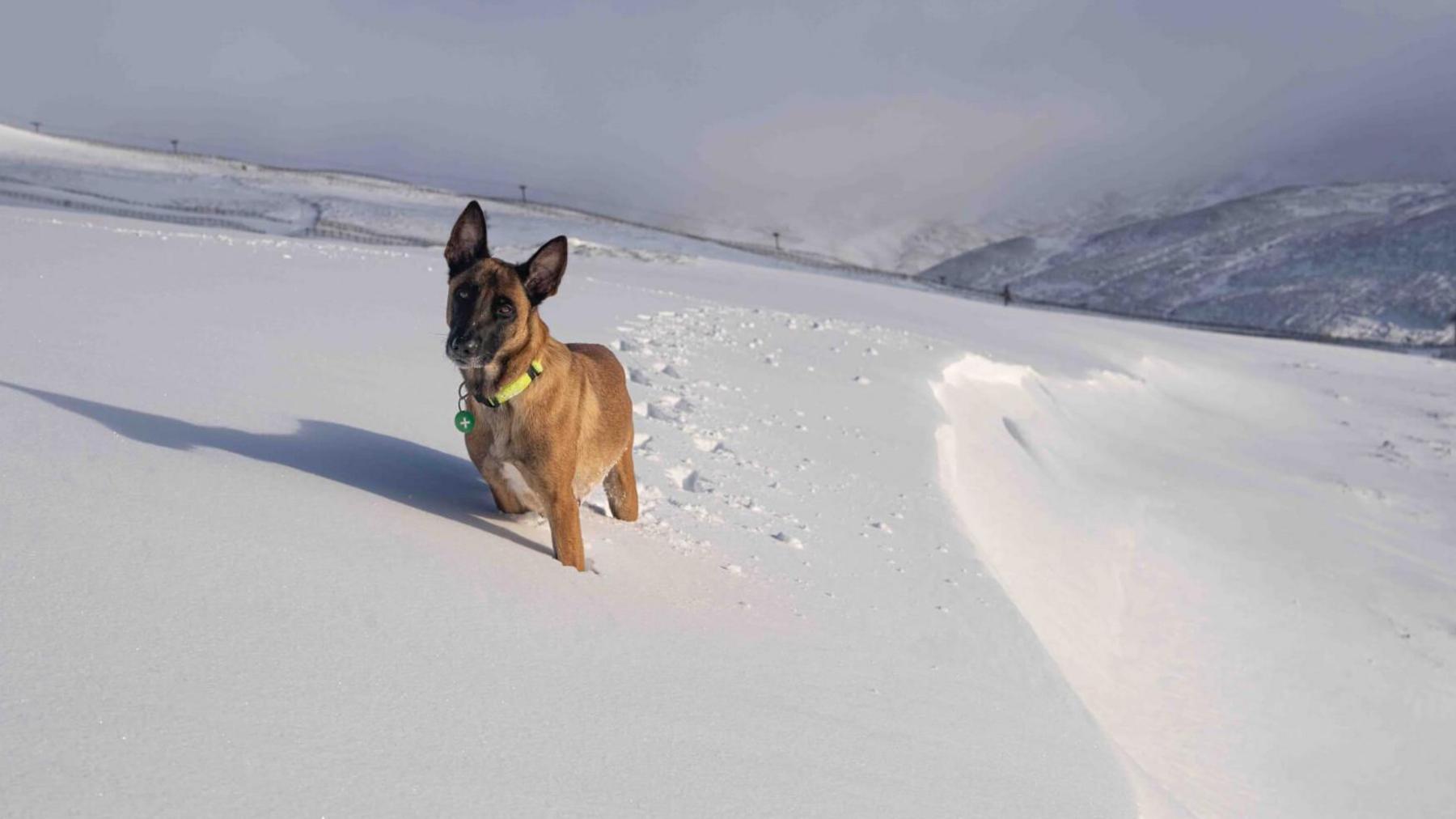 The dog is light brown with a darker face. Its ears are up and alert, listening to its owner's instructions. It is standing on a gentle slope covered in deep snow. The dog has left footprints behind it. There is a ski life and snow-covered mountains in the background.