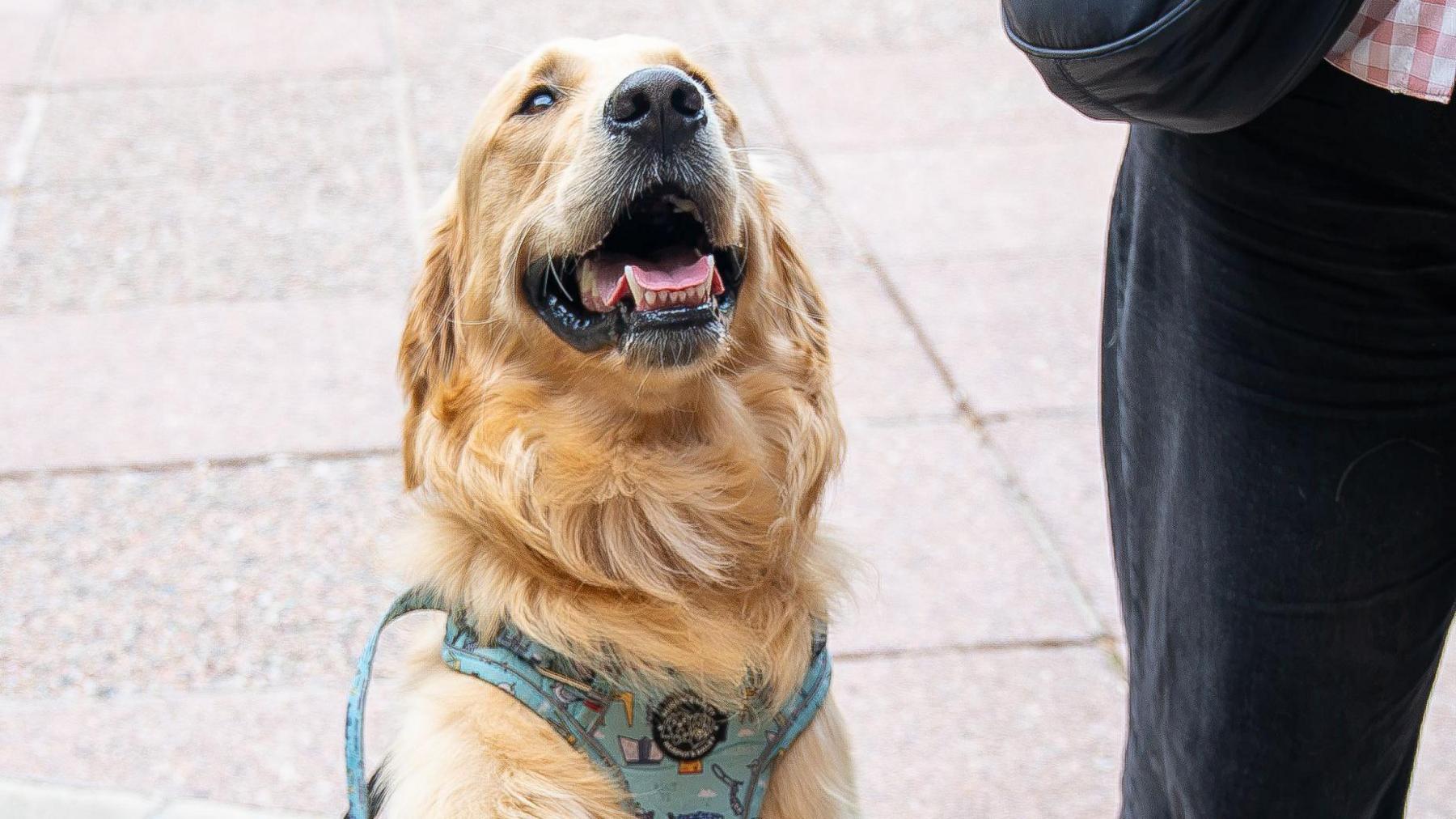 A dog wearing a light blue lead.