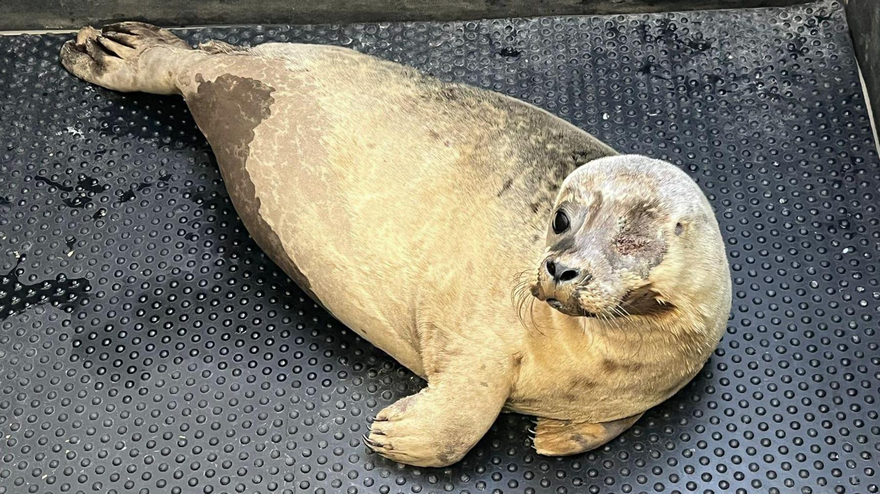 A medium sized seal missing one eye is lying on a black plastic mat. The area around the wound has healed.