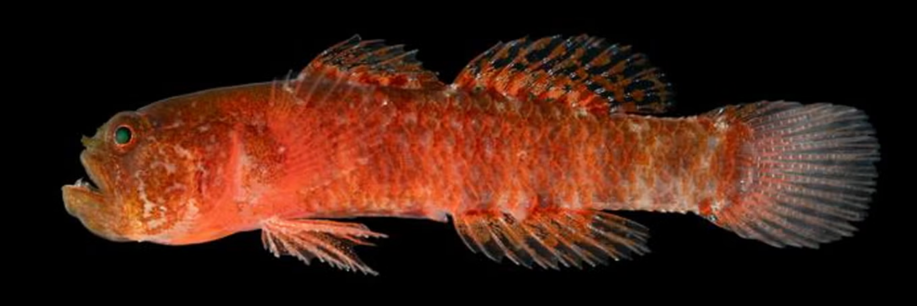 A red grumpy looking fish 