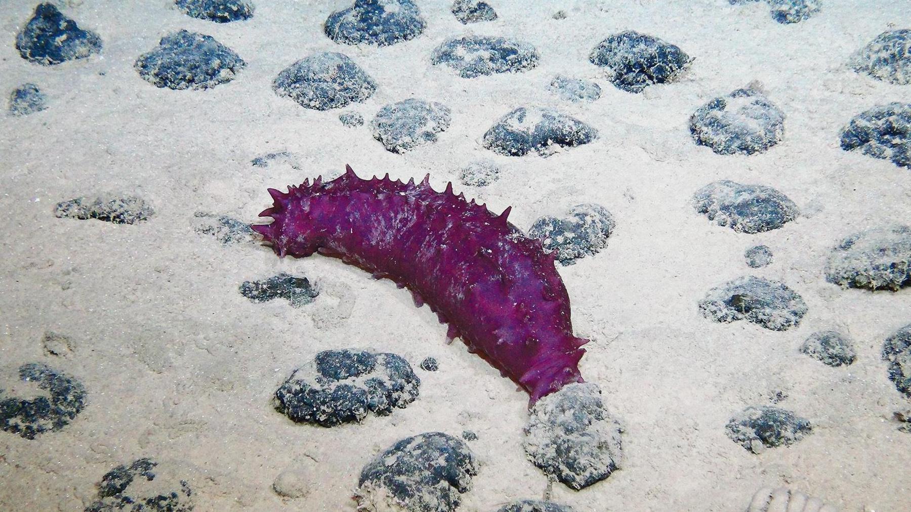 A purple sea cucumber sits on seabed surrounded by the rock-like nodules.