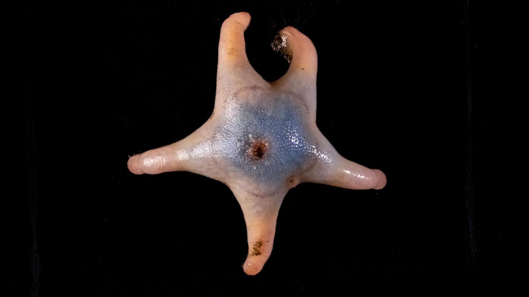 A starfish like creature, with a blue hue in the centre, and five points coming from the centre body