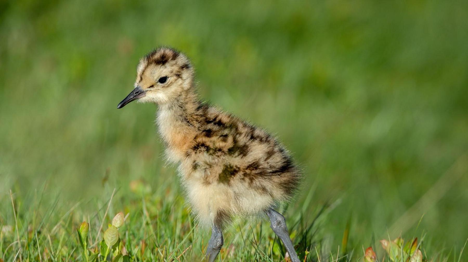 a curlew chick in the grass