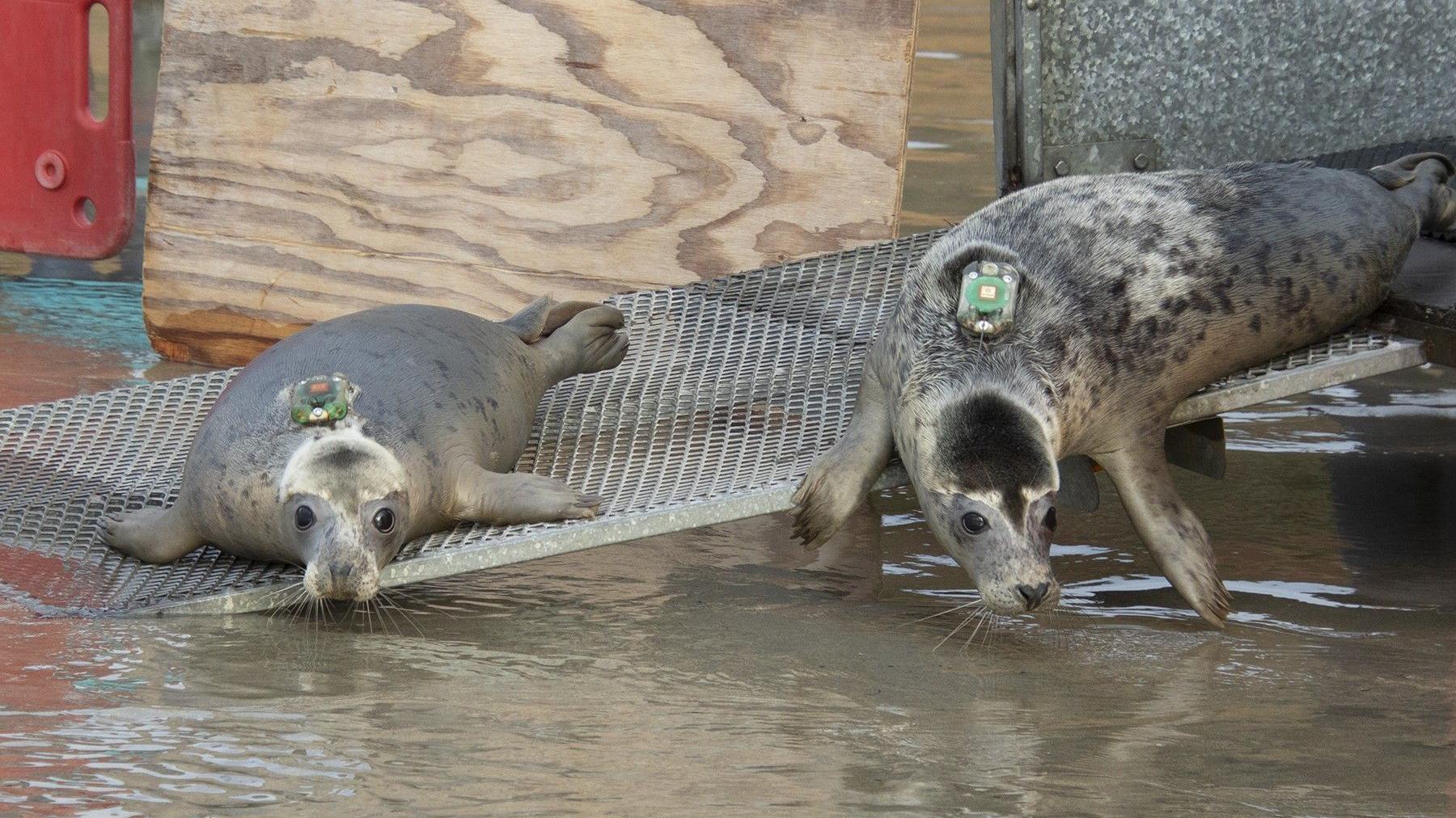Two seals being released are making their way down a metal ramp with GPS trackers on their backs.