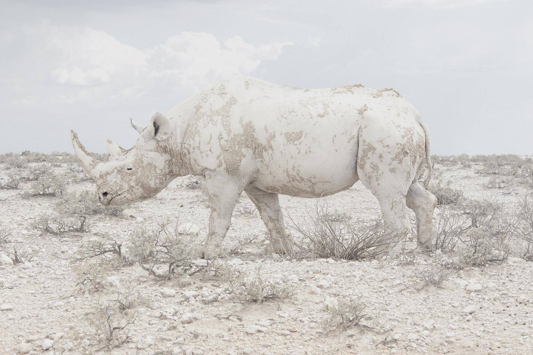 A rhino blending in to the landscape