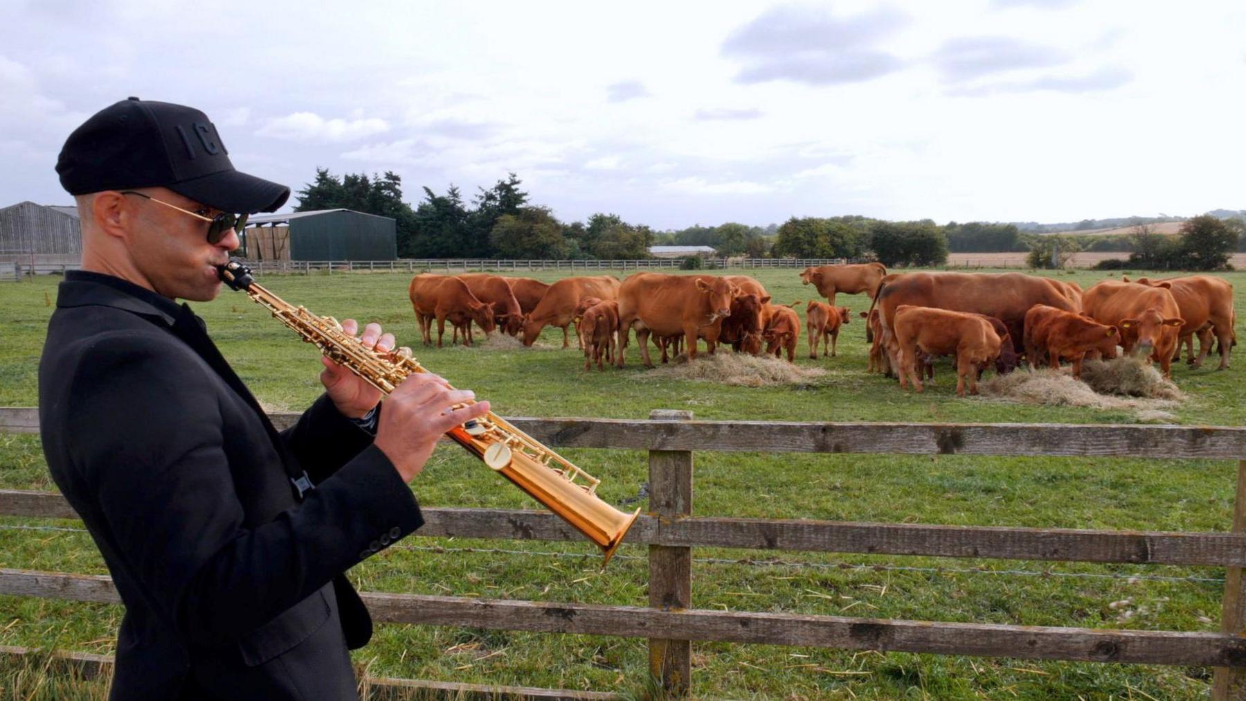 A man wearing a black suit and a black cap playing a soprano saxophone to a field full of cows