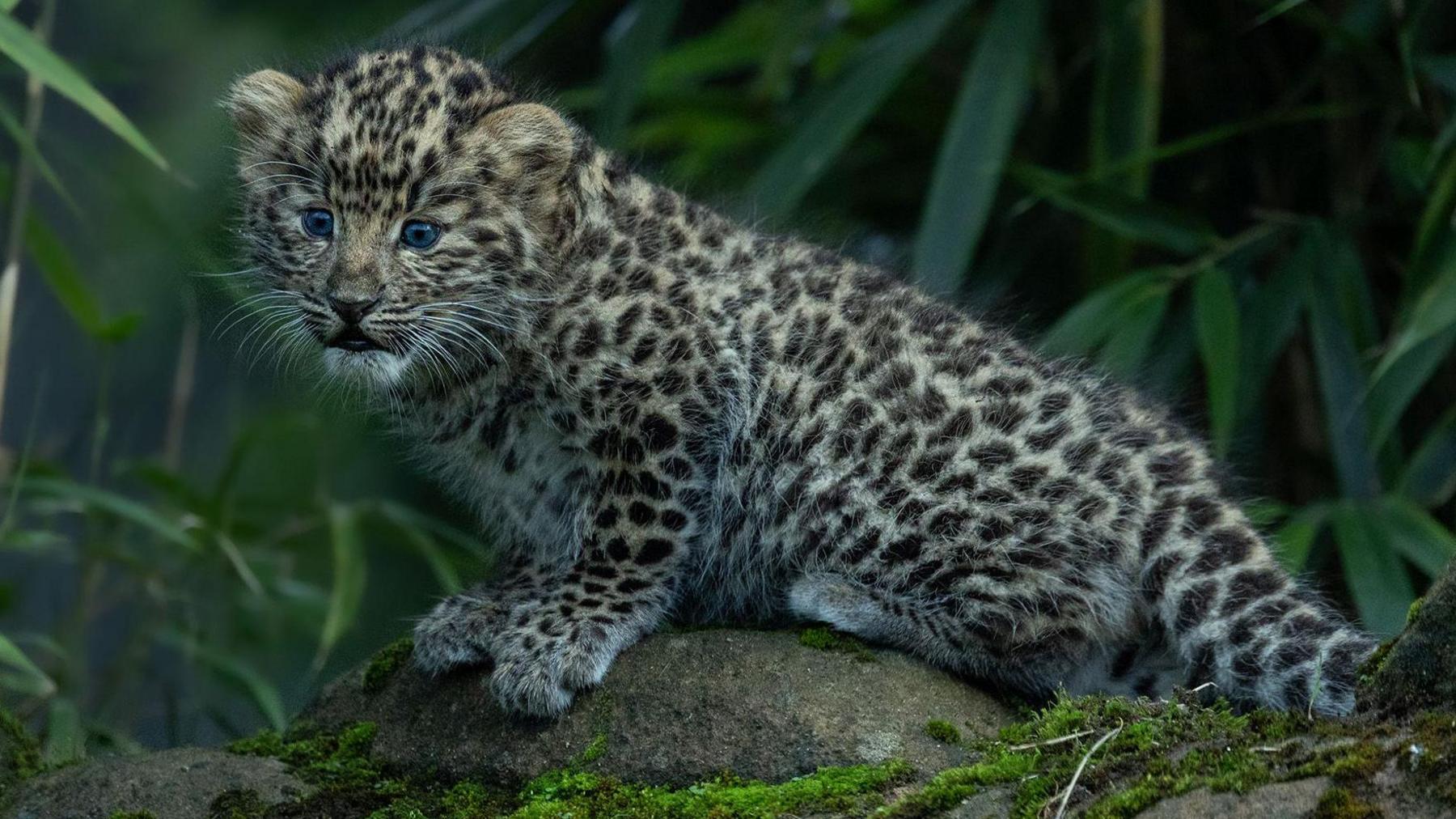 An Amur leopard cub, standing on top of a small moss-covered rock, surrounded by green bushes and leaves.