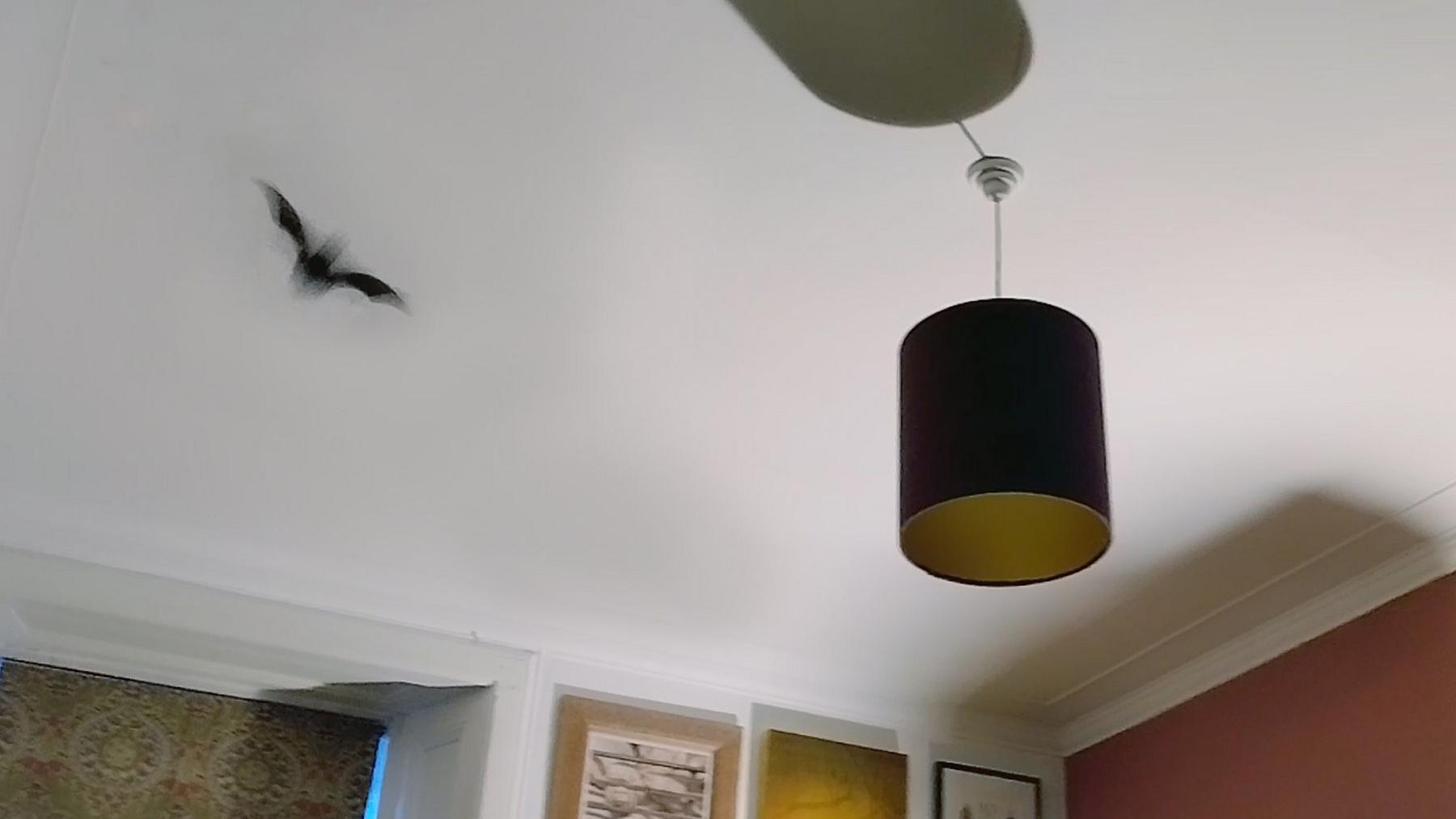 Bat flies around ceiling