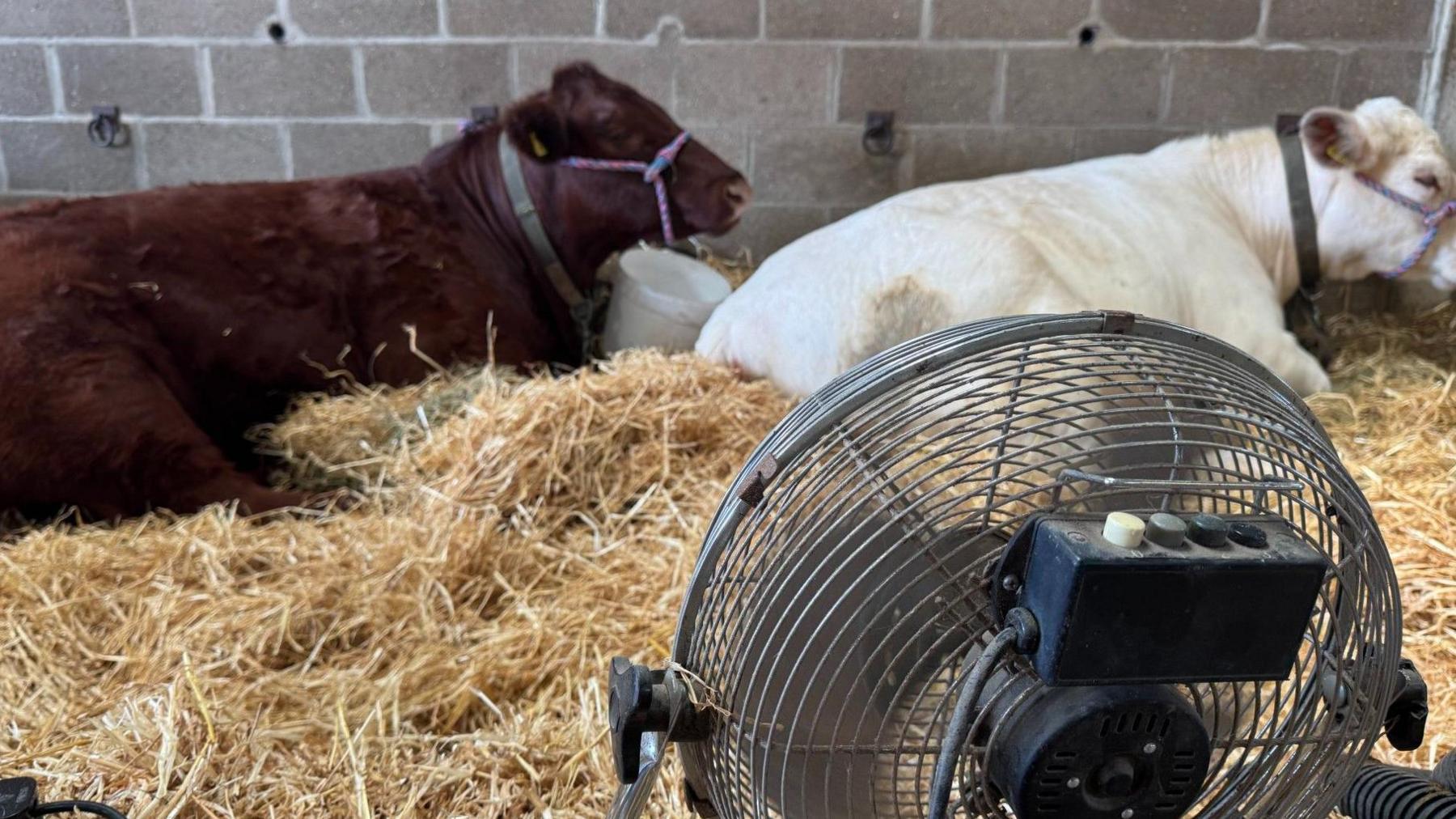 Two cows laid on straw bedding with a fan pictured in the foreground. 