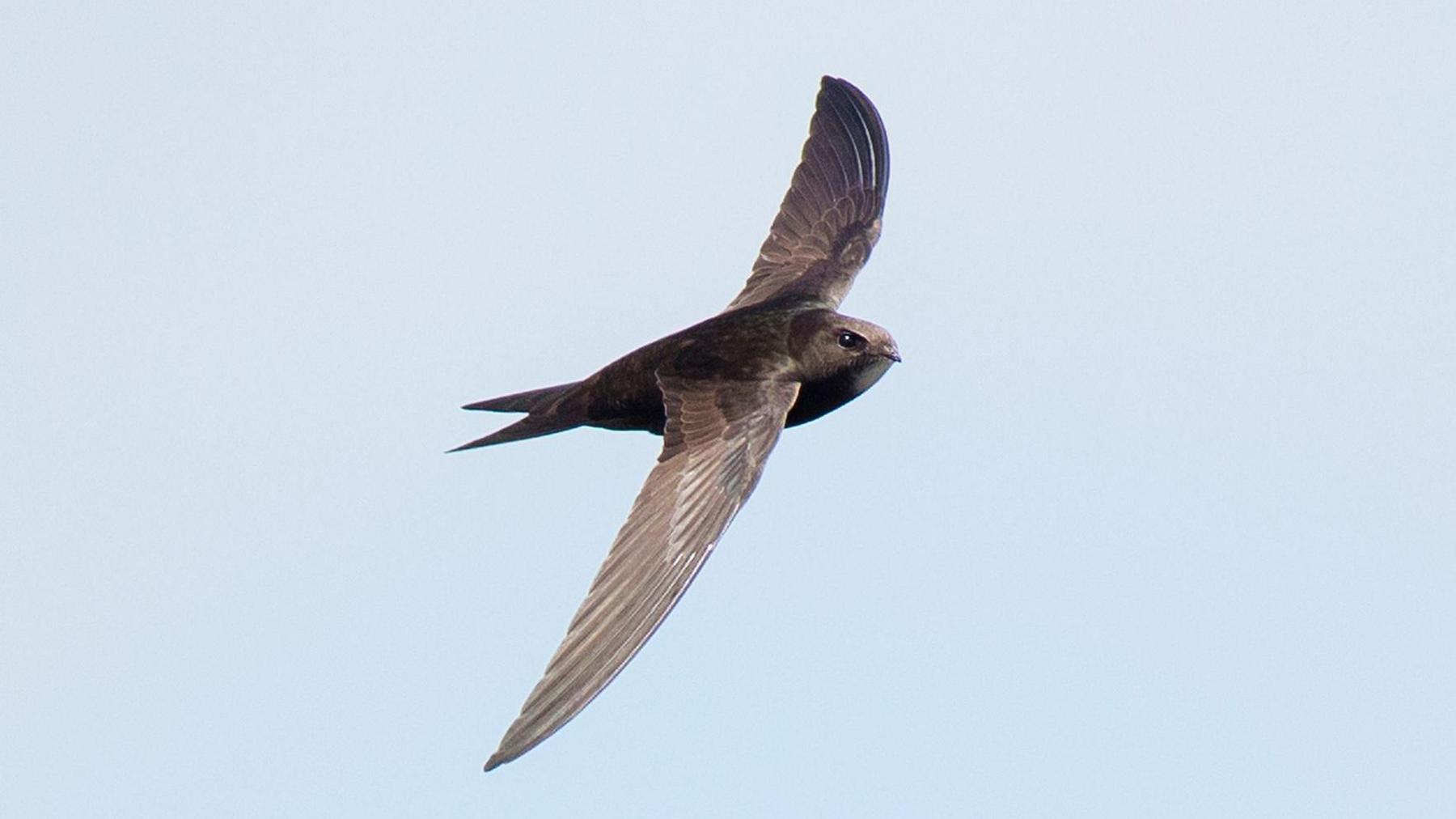 A brown sooty bird flies. Its wings are fully outstretched. The sky behind it is blue.