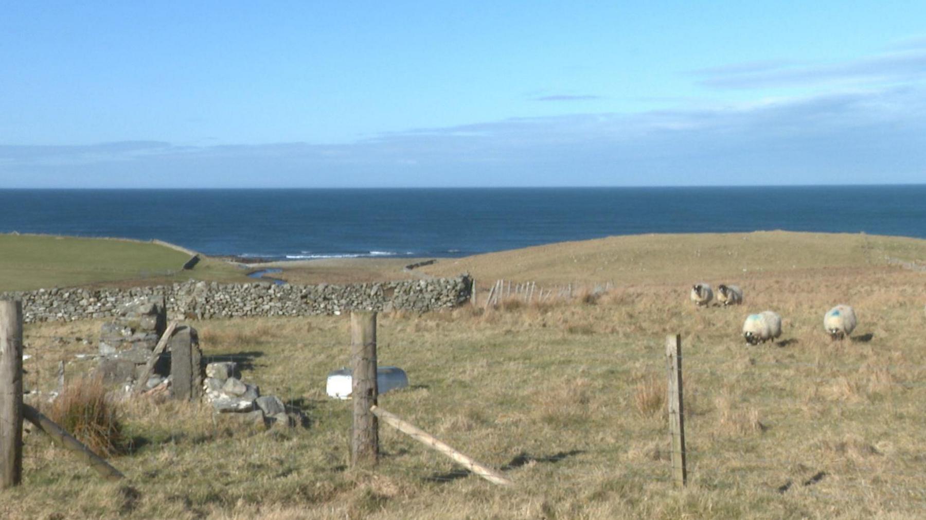Caoraich ann an Gabhsann