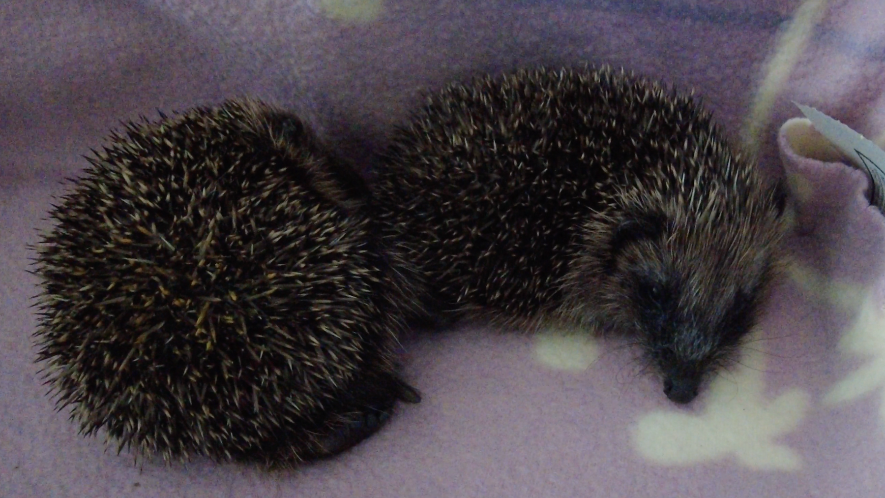 Two hoglets on a purple blanket