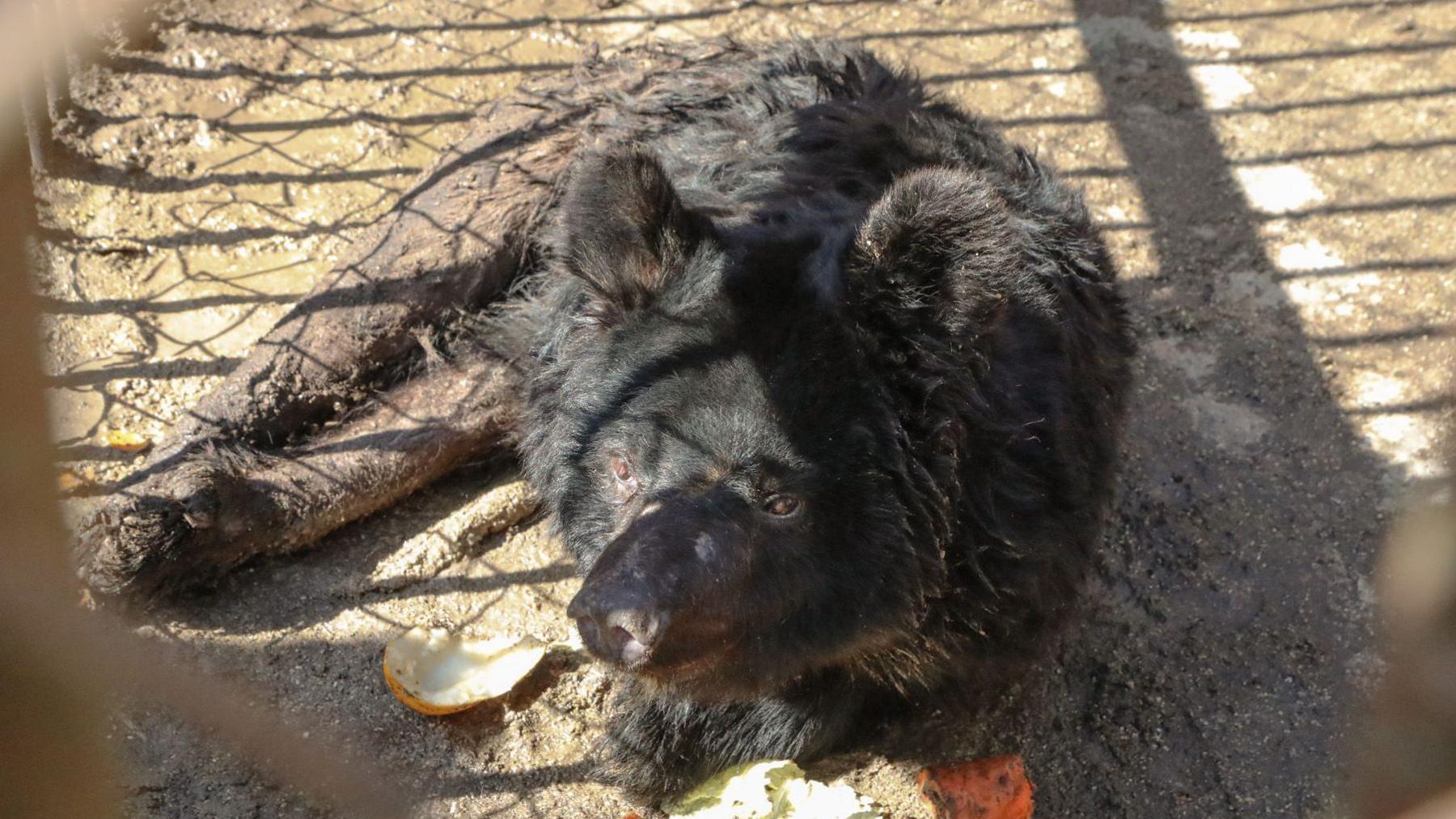 A small black moon bear lying down in a small enclosure. There are remnants of fruit skins on the ground around it.