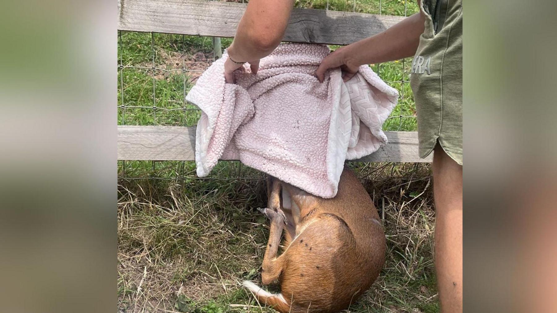 The deer covered with a towel