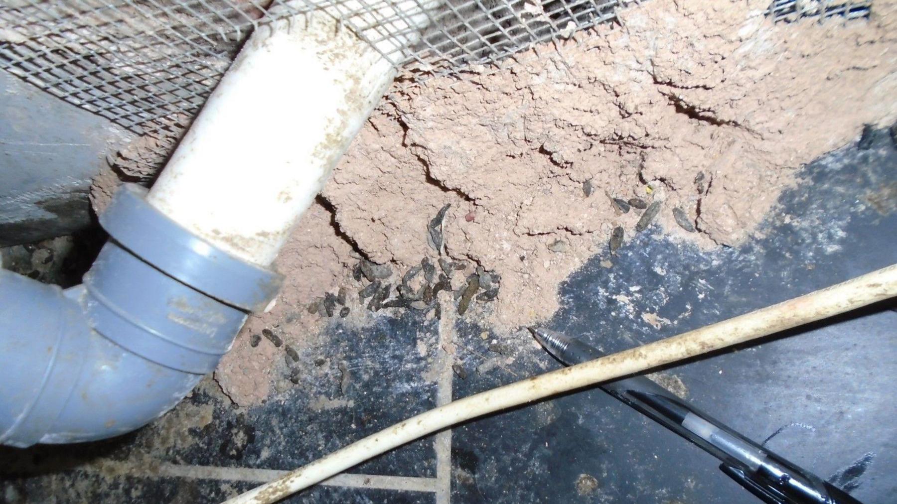 An exposed grey pipe surrounded by concrete and rat droppings. There is a black biro pen pointing to the droppings.