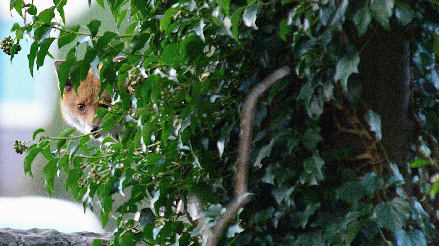 A small fox peeking through the leafs of a bush