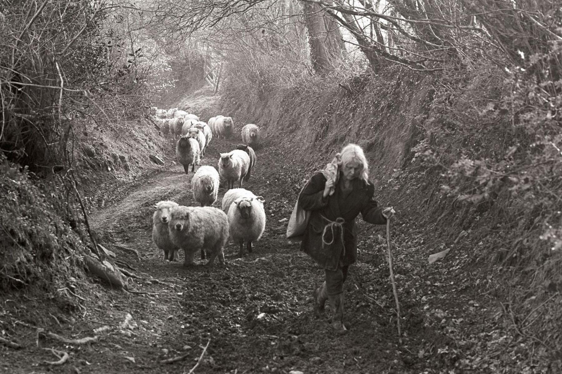 The black and white photo shows a woman with fair hair carrying a hessian sack over her shoulder and being supported by a stick. She is walking up a rural lane followed by a flock of sheep as the light pours through the gaps in the trees that line the muddy path.