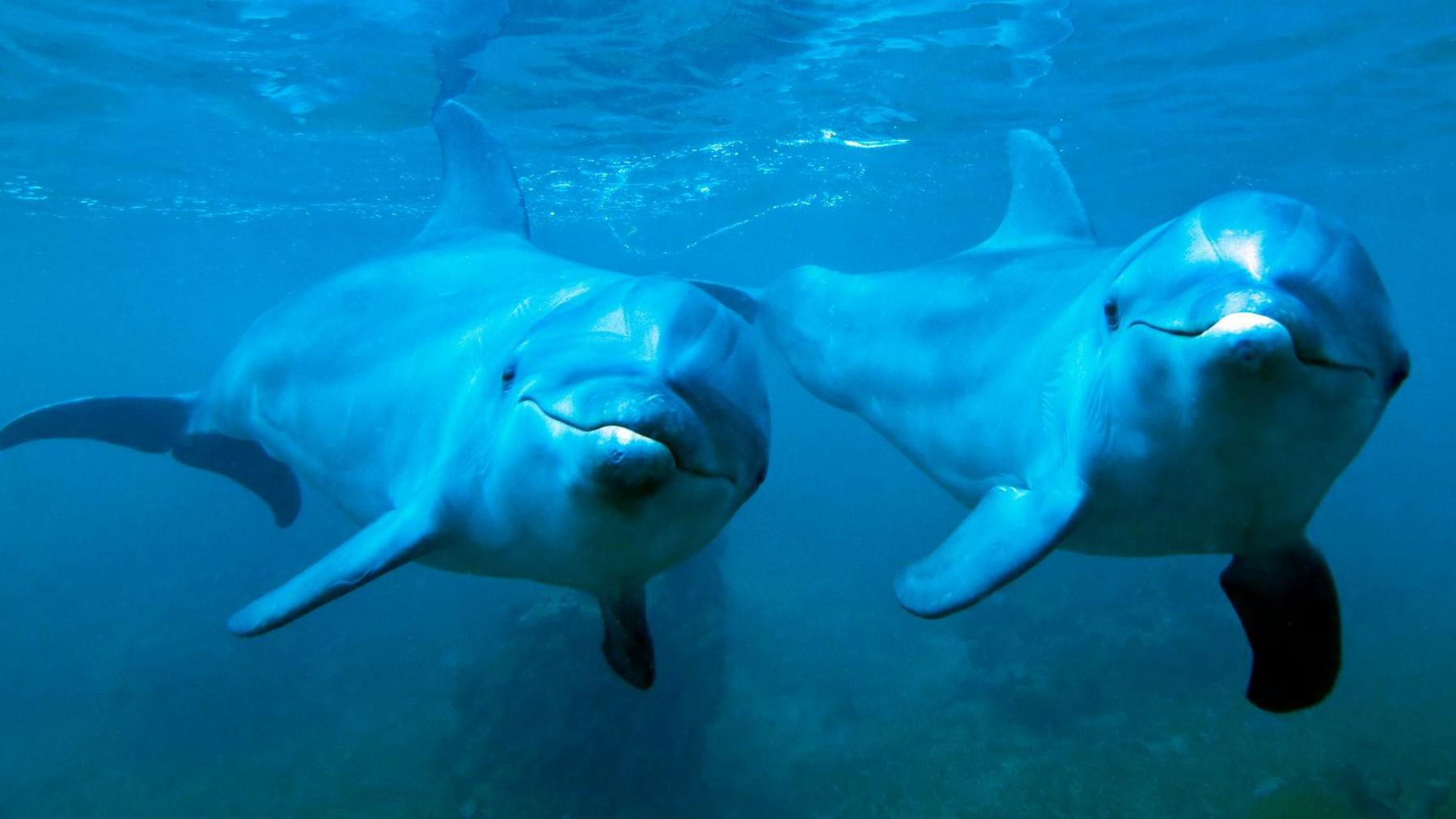 Two dolphins underwater 