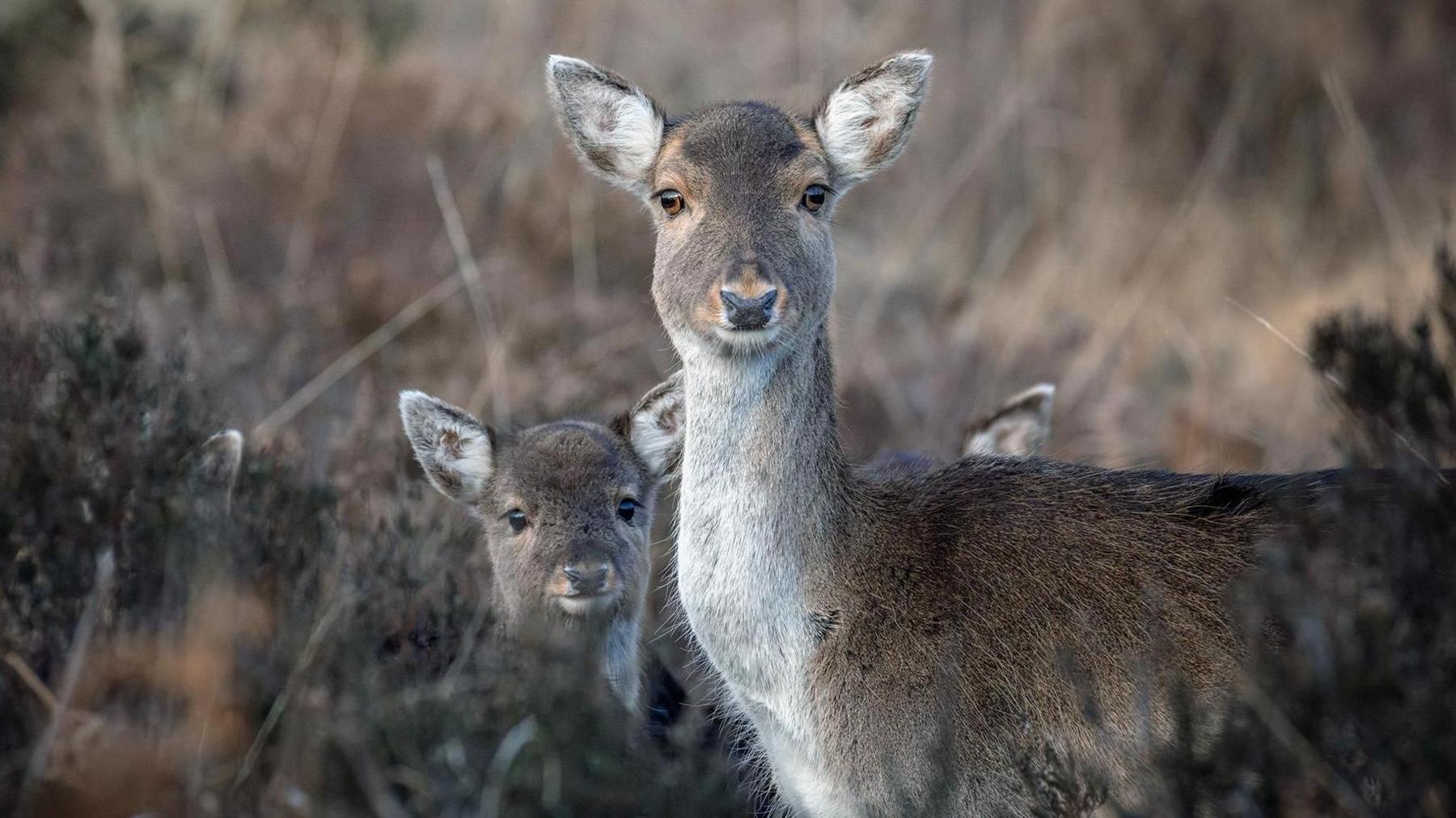 A deer looks directly at the camera among undergrowth, as does its fawn. The ear of another fawn can be glimpsed behind.