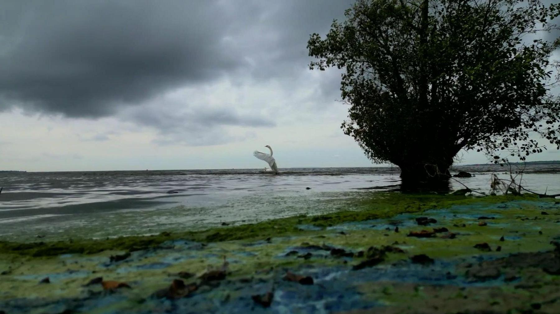 Blue-green algae on Lough Neagh shoreline