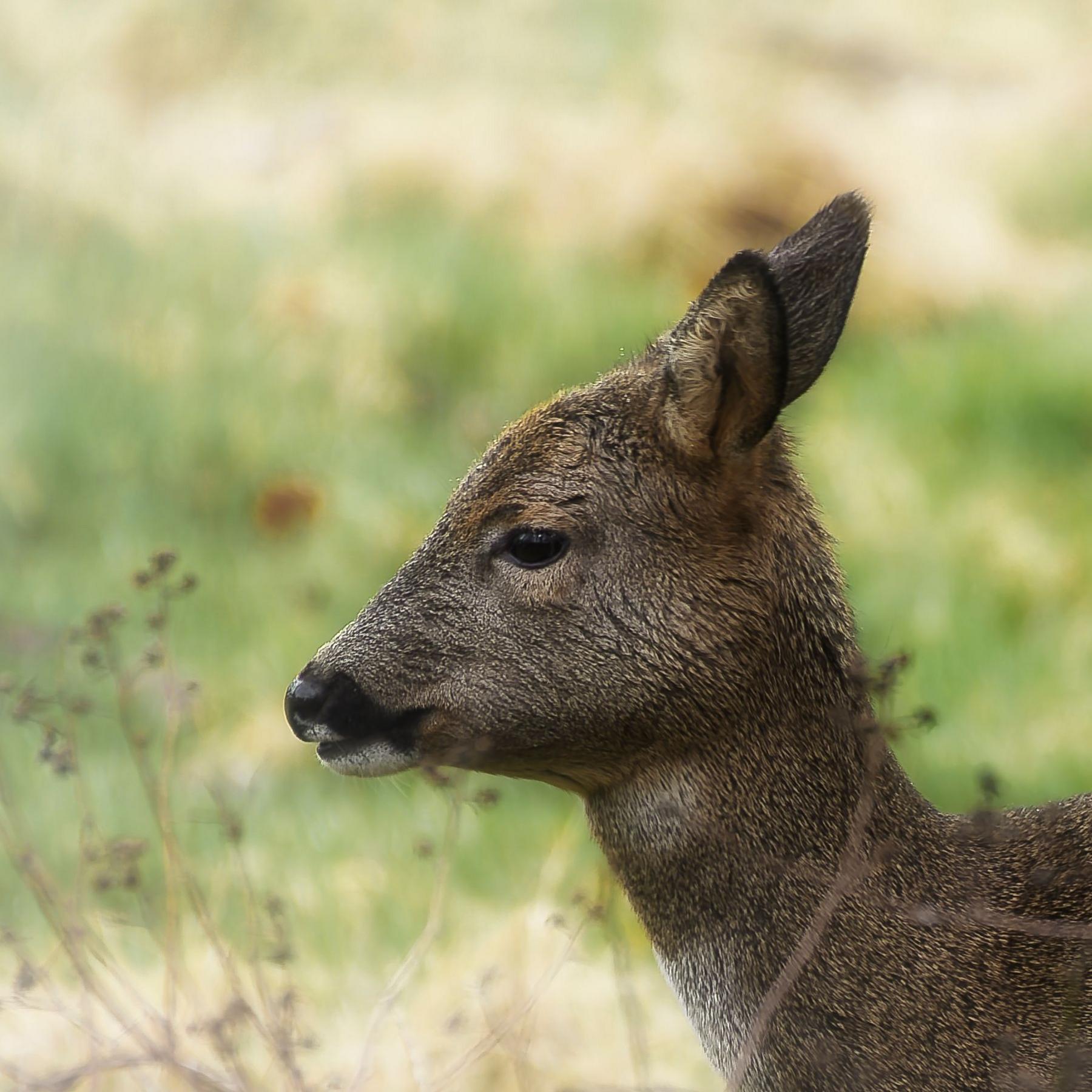 Side profile of a baby deer