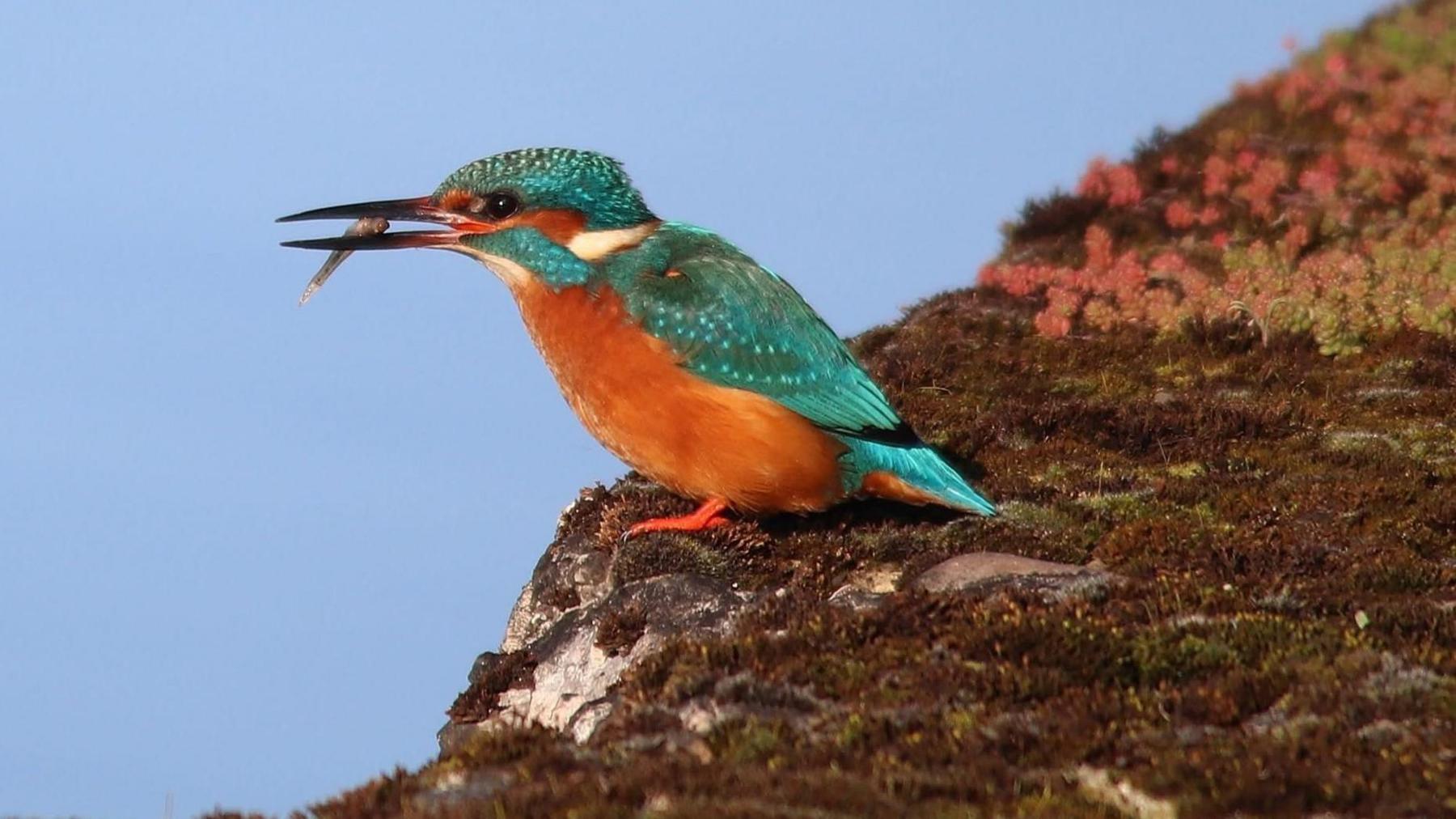 Kingfisher, brightly-coloured aqua and orange bird, on a dark green mossy ledge, with a small fish in its open beak. 