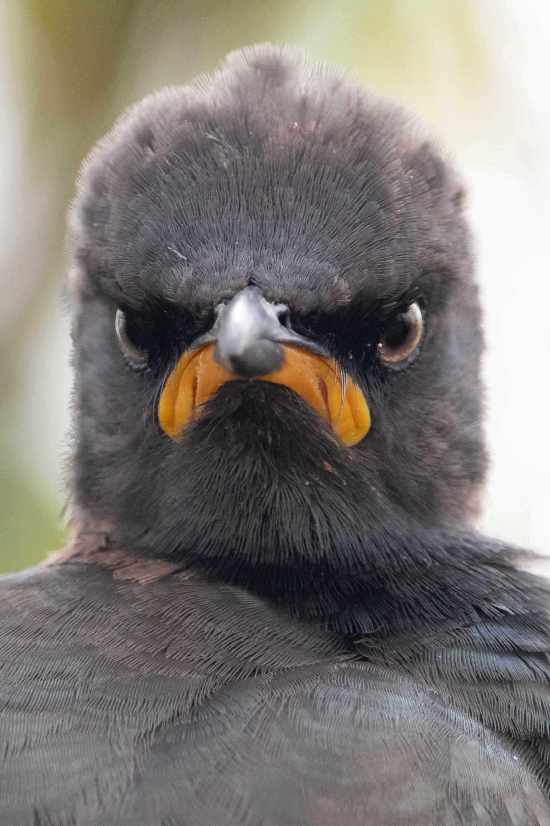 pied-starling-looking-grumpy-comedy-wildlife-awards