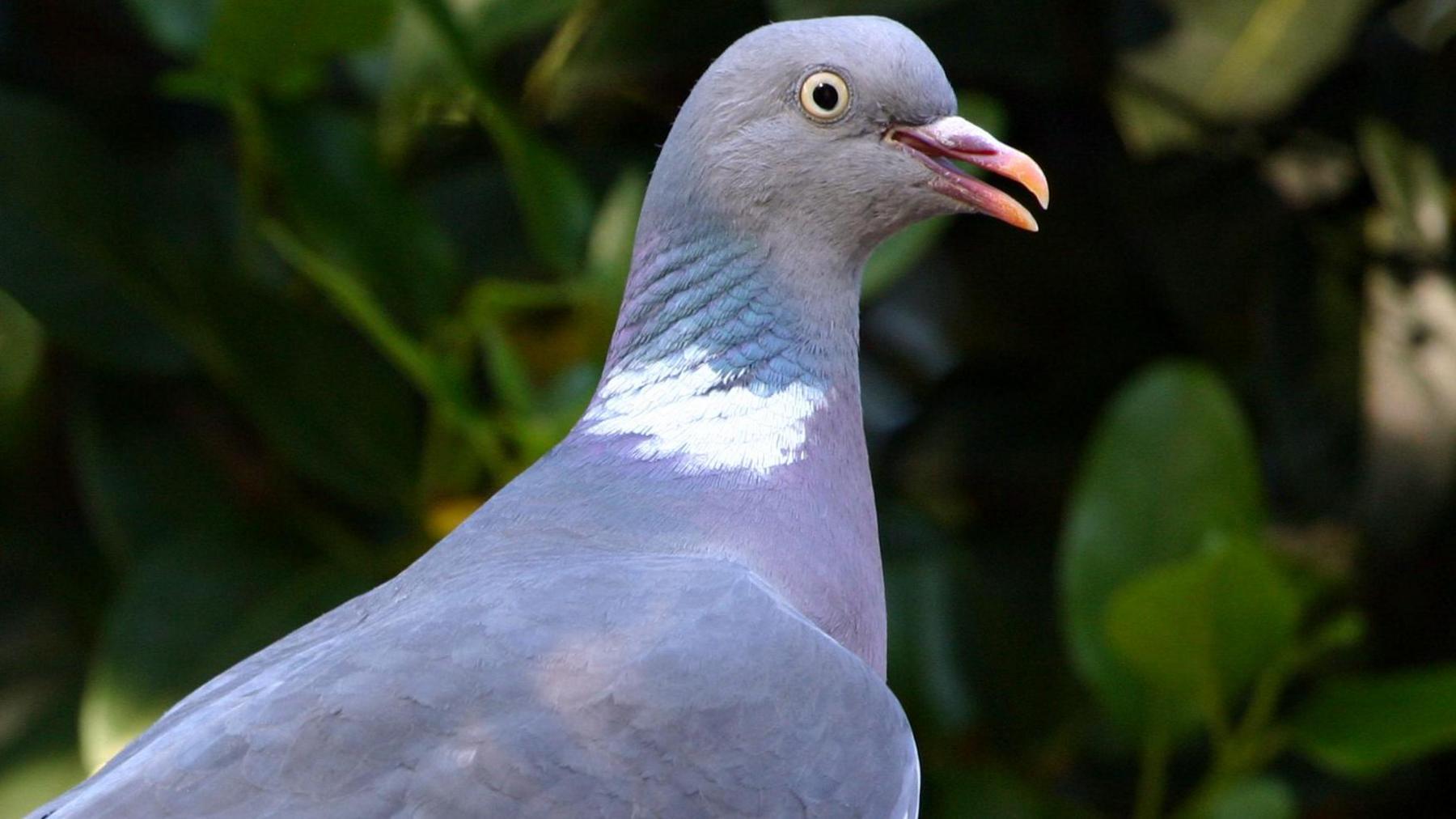 Stock image of a woodpigeon