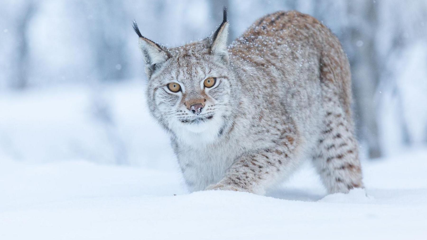 A lynx walks through snow in a wooded area. The cat is looking at the camera.