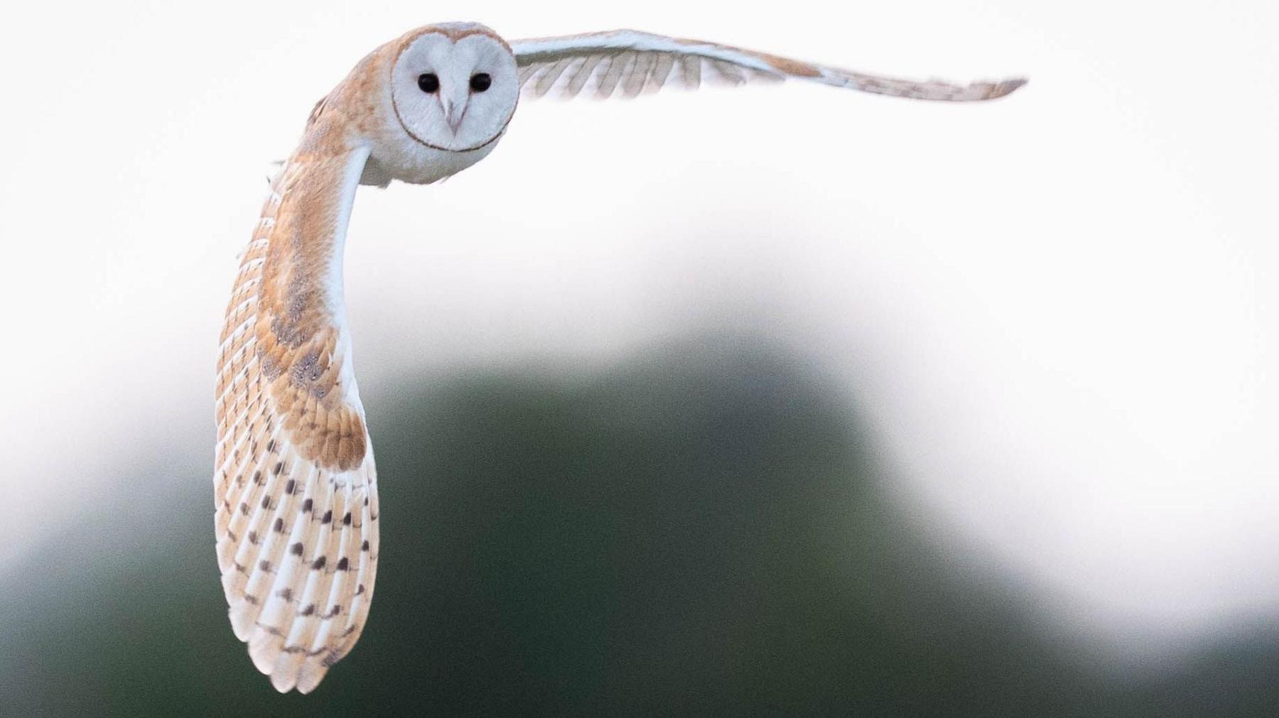 A barn owl in flight with its wings extended