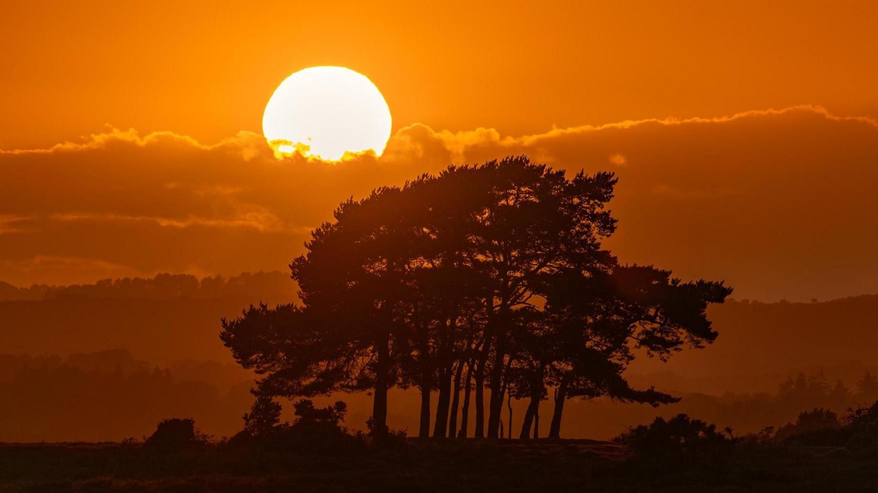 A copse of trees stand in the middle of this image in silhouette. Behind them is a bank of white clouds and just descending into them is a huge setting sun. Its light makes the sky a deep orange