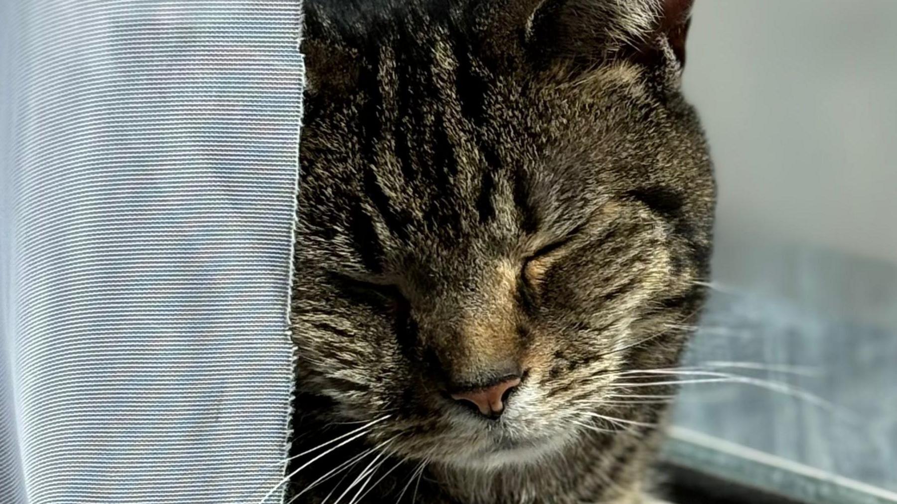 A tabby cat which is grey and black.