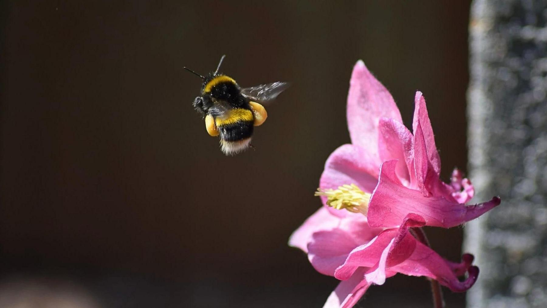 A bee with pollen attached is seen flying next to a pink flower with a yellow stamen