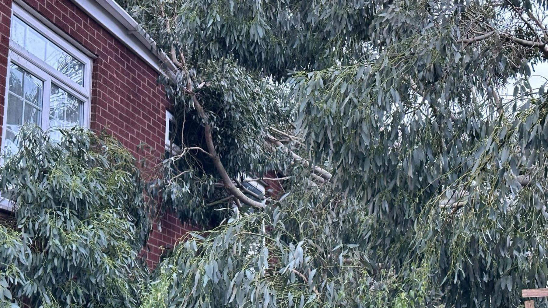 Fallen tree, with lots of green leaves, resting against the top window of a house