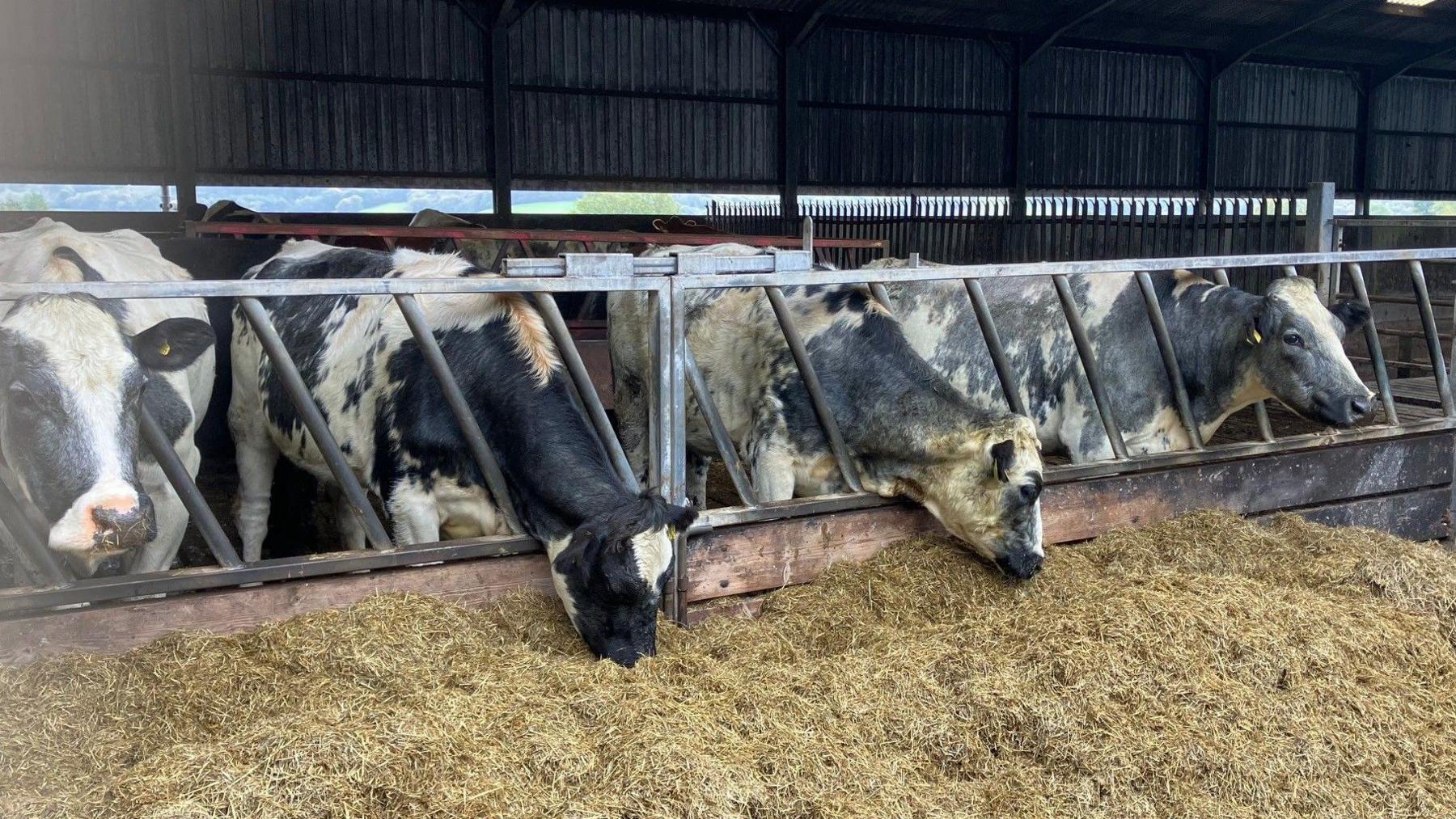 Llun o bedair gwartheg yn pori ar laswellt mewn ysgubor