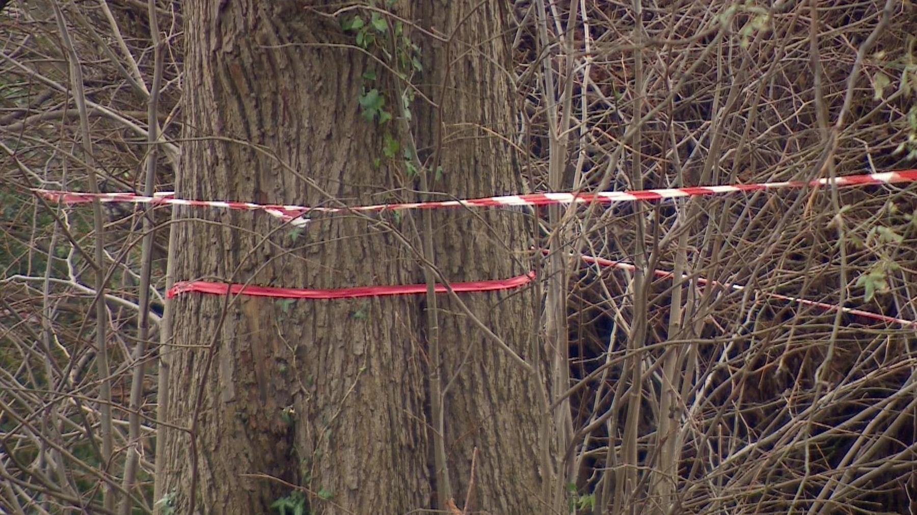 A tree with a red ribbon around it