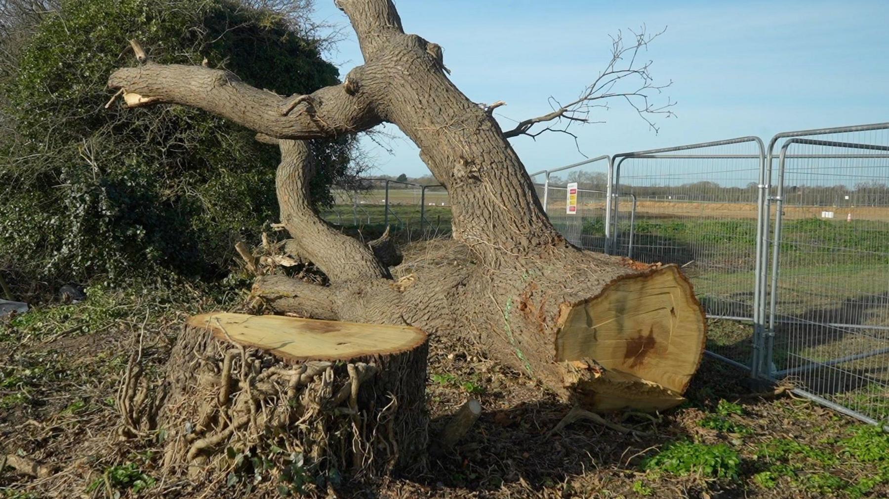 An oak tree that has been chopped down lies next to its stump close to the Sizewell C construction site.