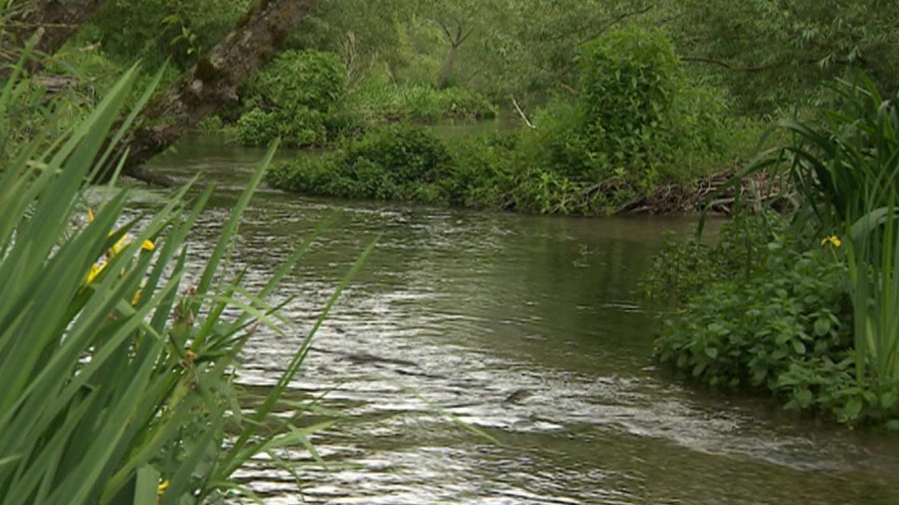 A river flanked either side by vegetation and trees.