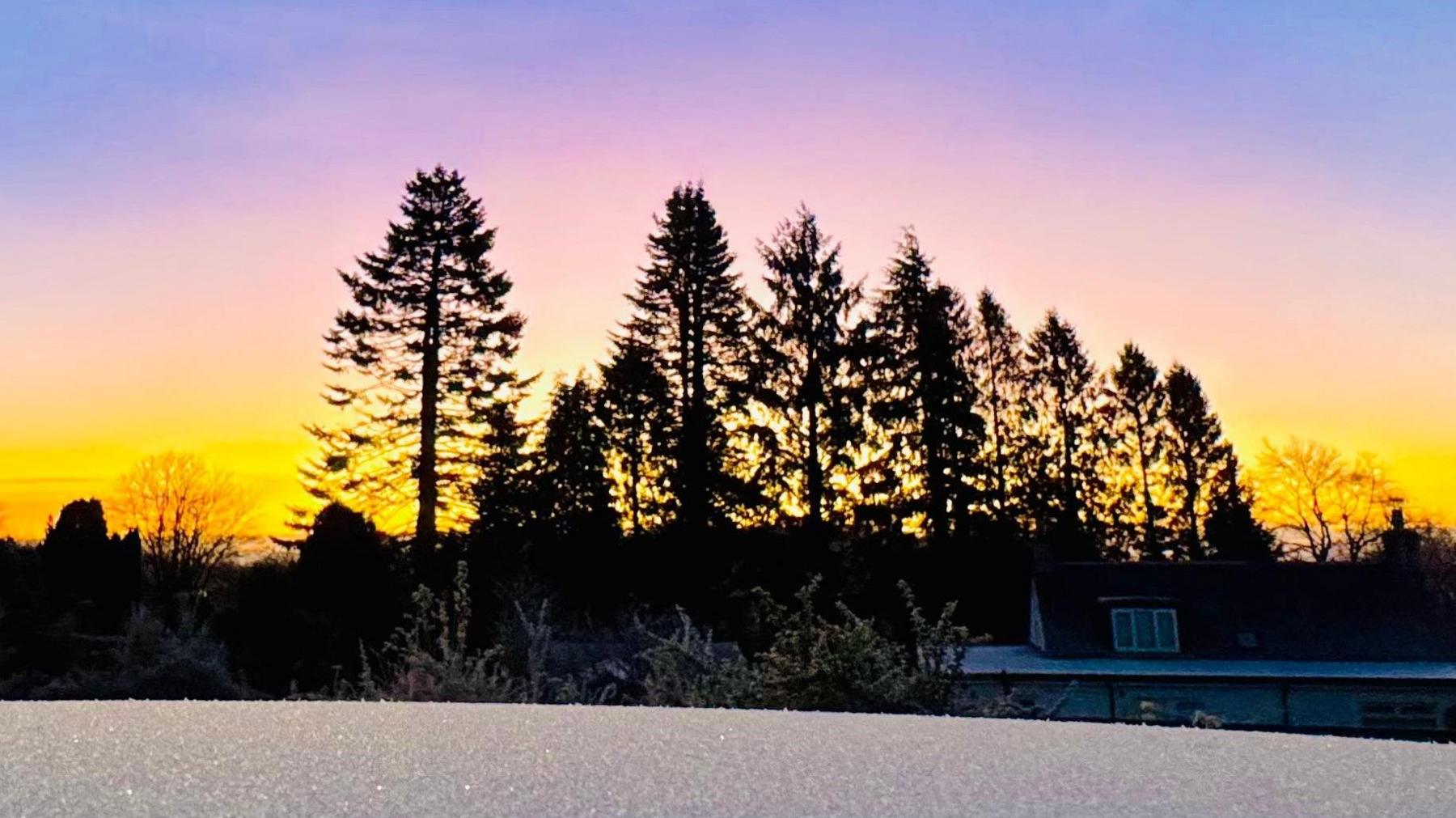 A line of trees silhouetted against a brightening sky at sunrise, with frost on a surface in the foreground