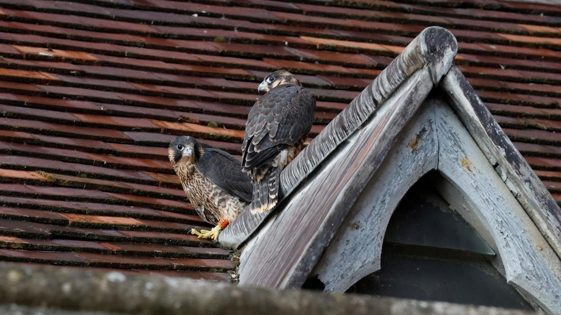 Two of the male Peregrines perch on a table on the church roof. They are almost looking at each other. One has its back to the camera and turns its head sideways while the other is looking right at the camera. The roof is made of red riles.